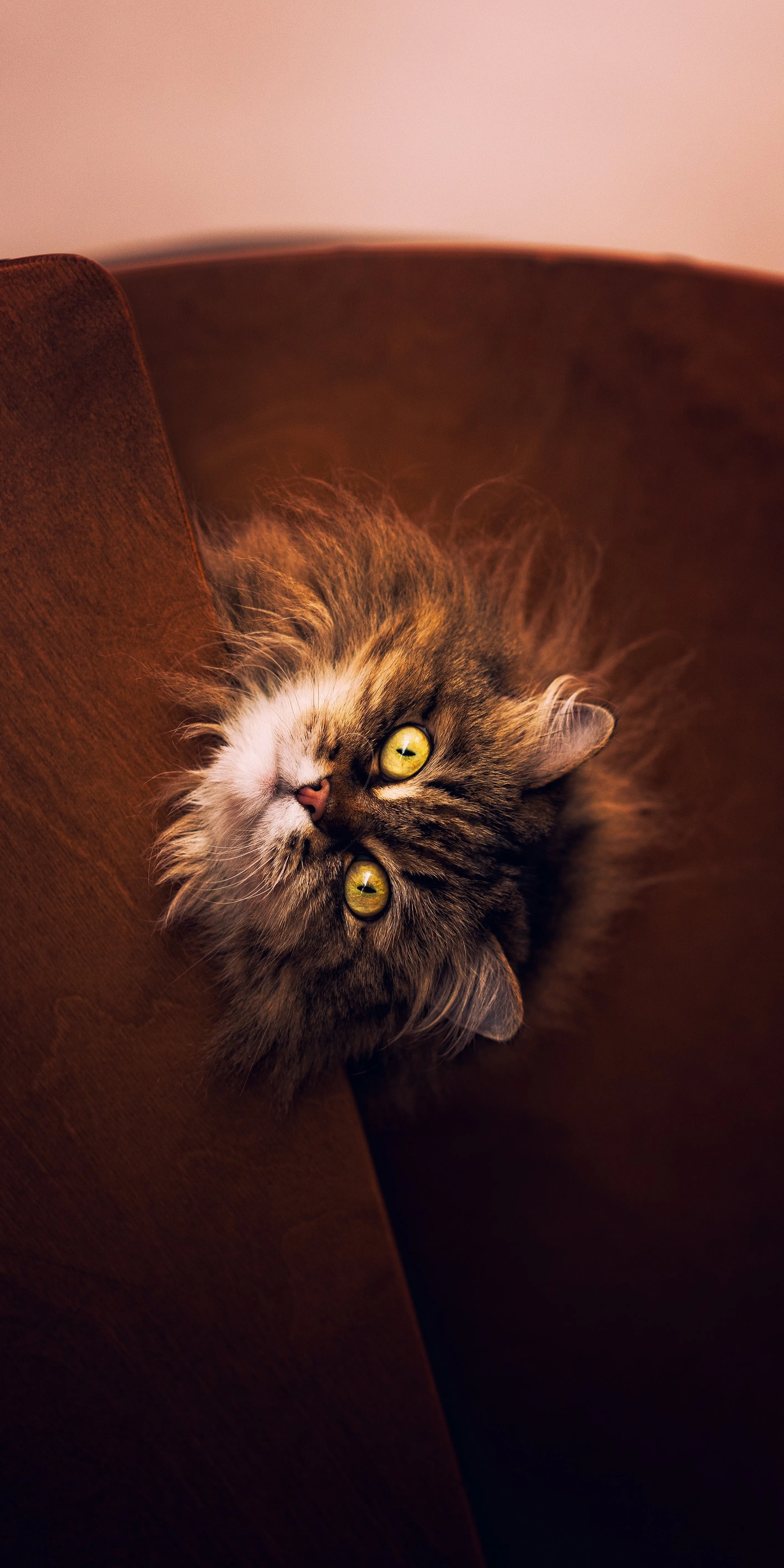Closeup of Brown Cat with Warm Blanket Free Wallpaper 4K