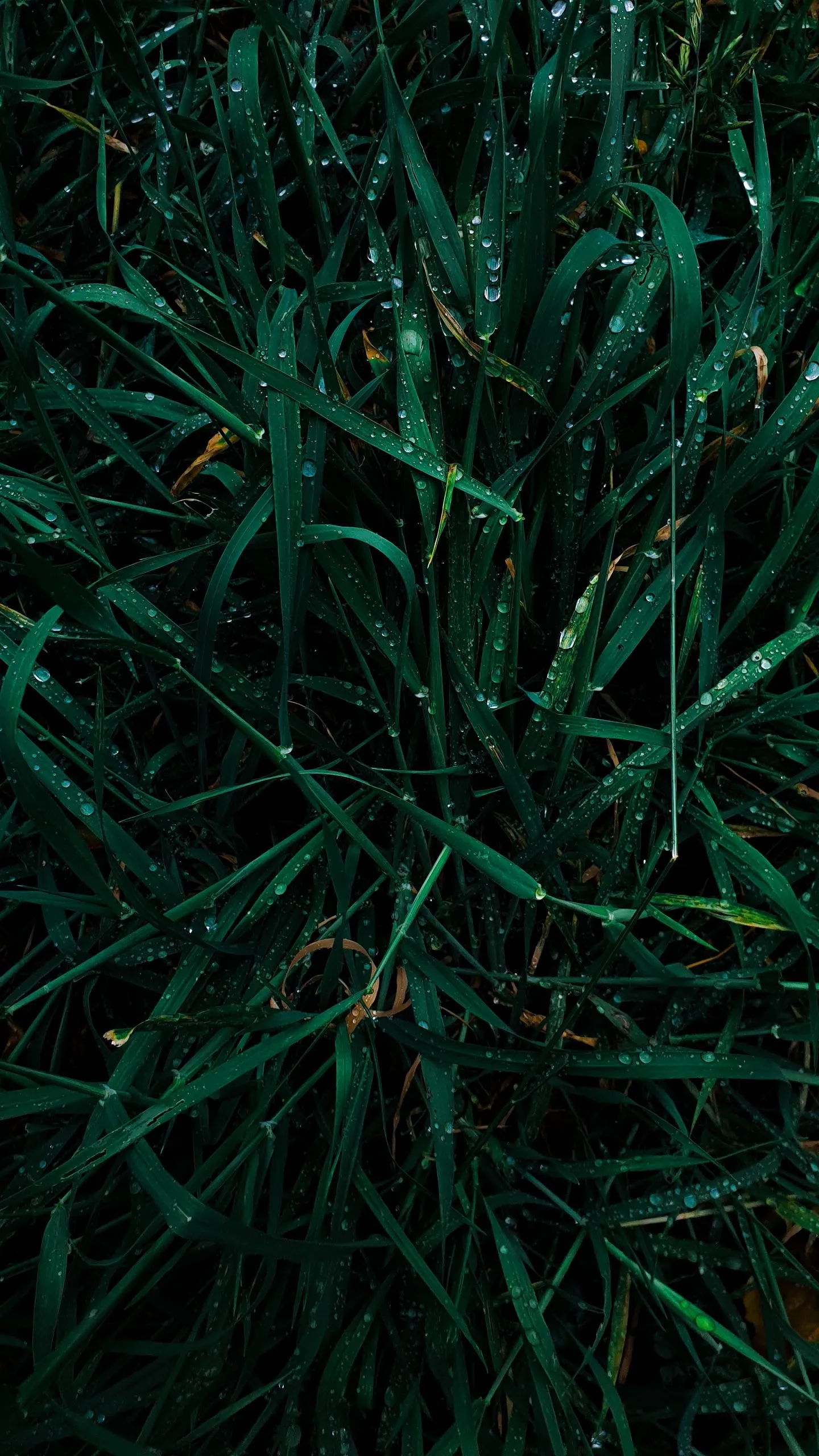 Closeup of Dark Green Grass with Morning Dew Drops Image