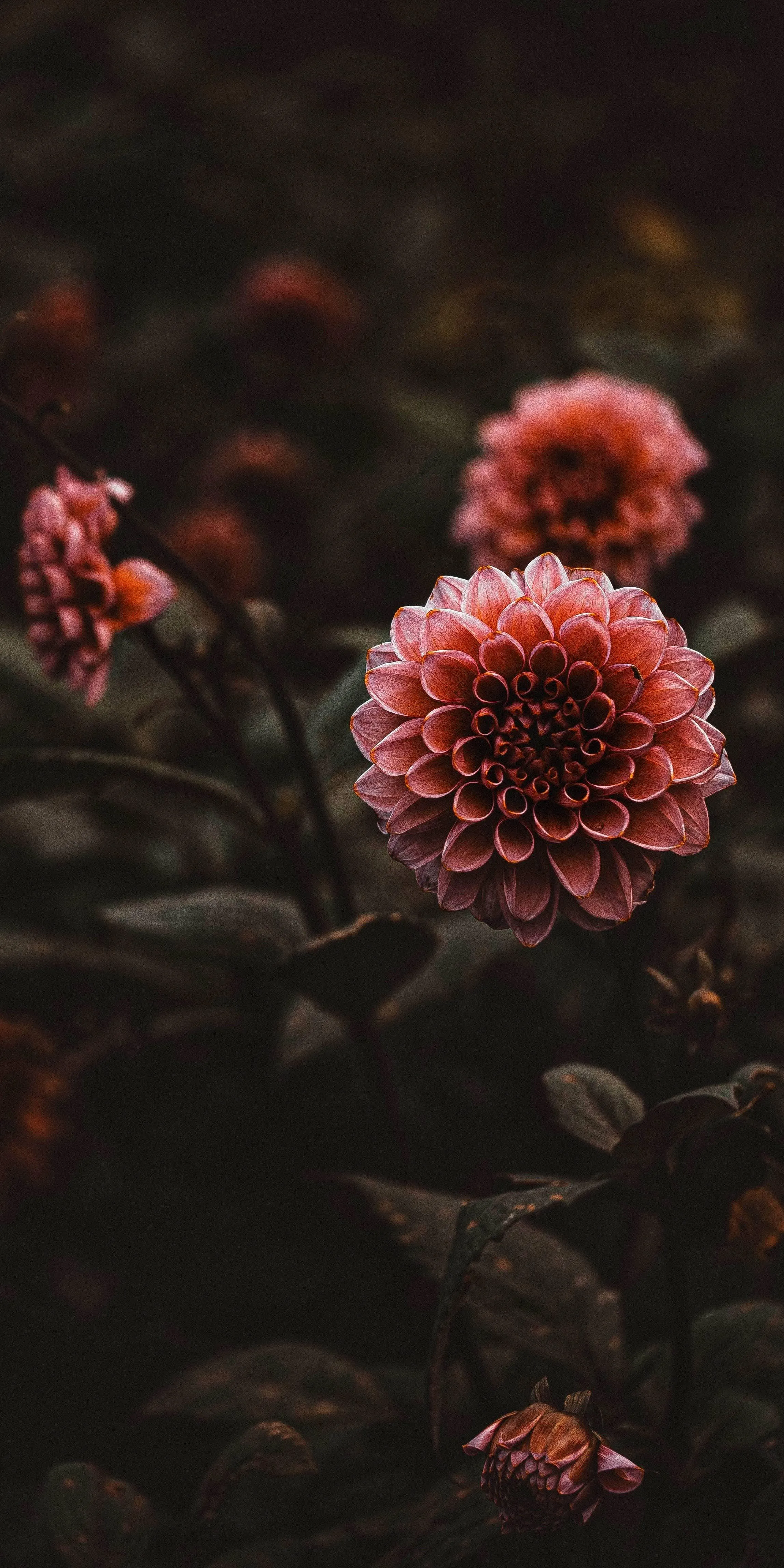 Closeup of Dark Red Chrysanthemum Flowers in Soft Focus
