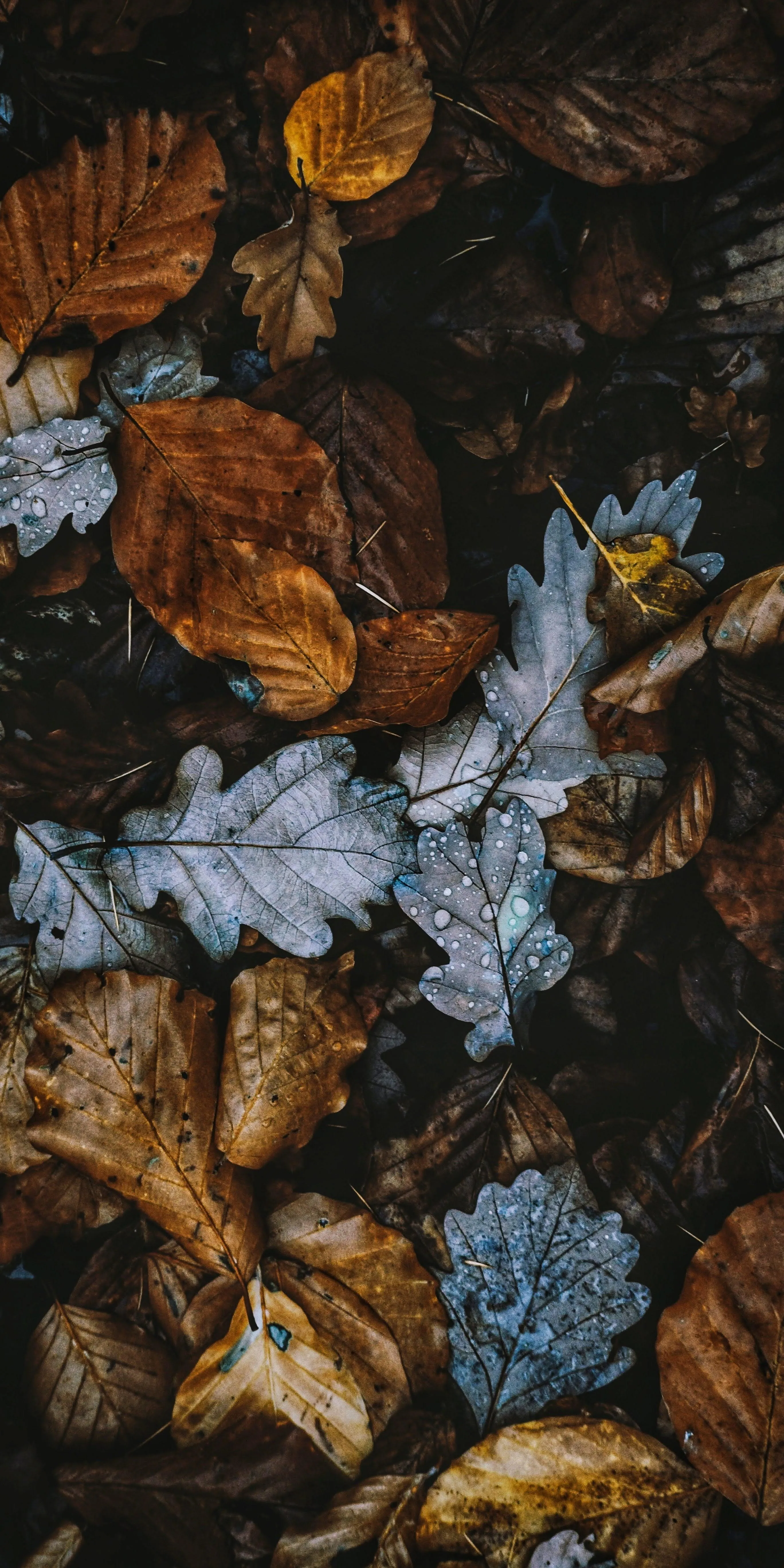 Closeup of Fallen Autumn Leaves Covering The Ground Image