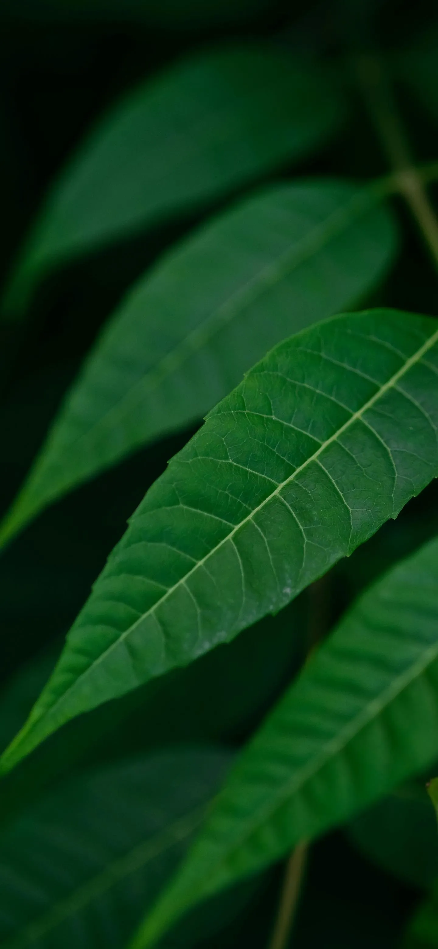 Closeup of Green Leaf Texture in Natural Light Wallpaper