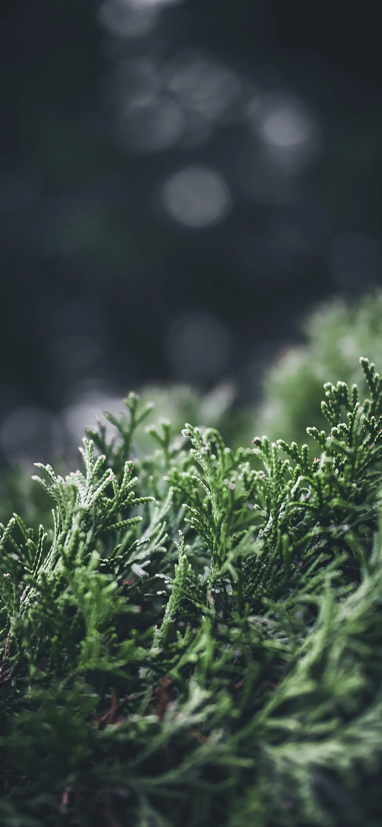 Closeup of Green Leaves with Natural Light Bokeh Effect