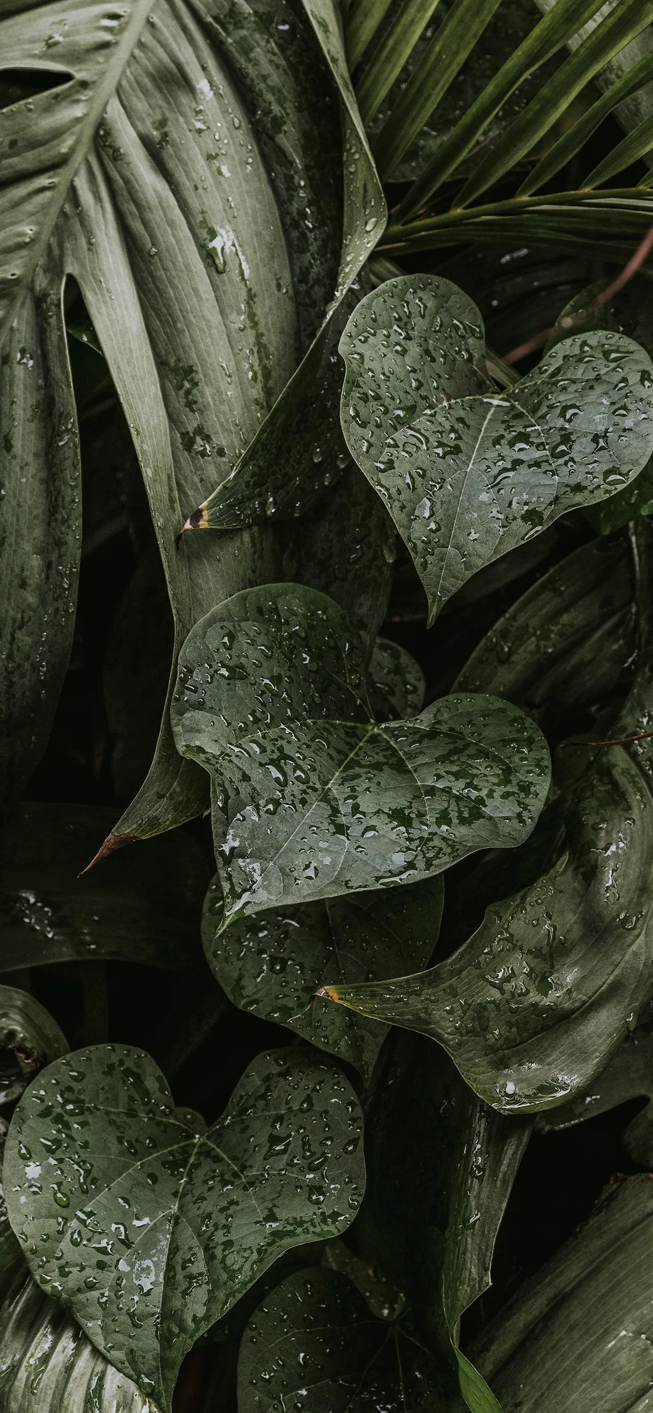 Closeup of Green Leaves with Water Droplets Outdoors