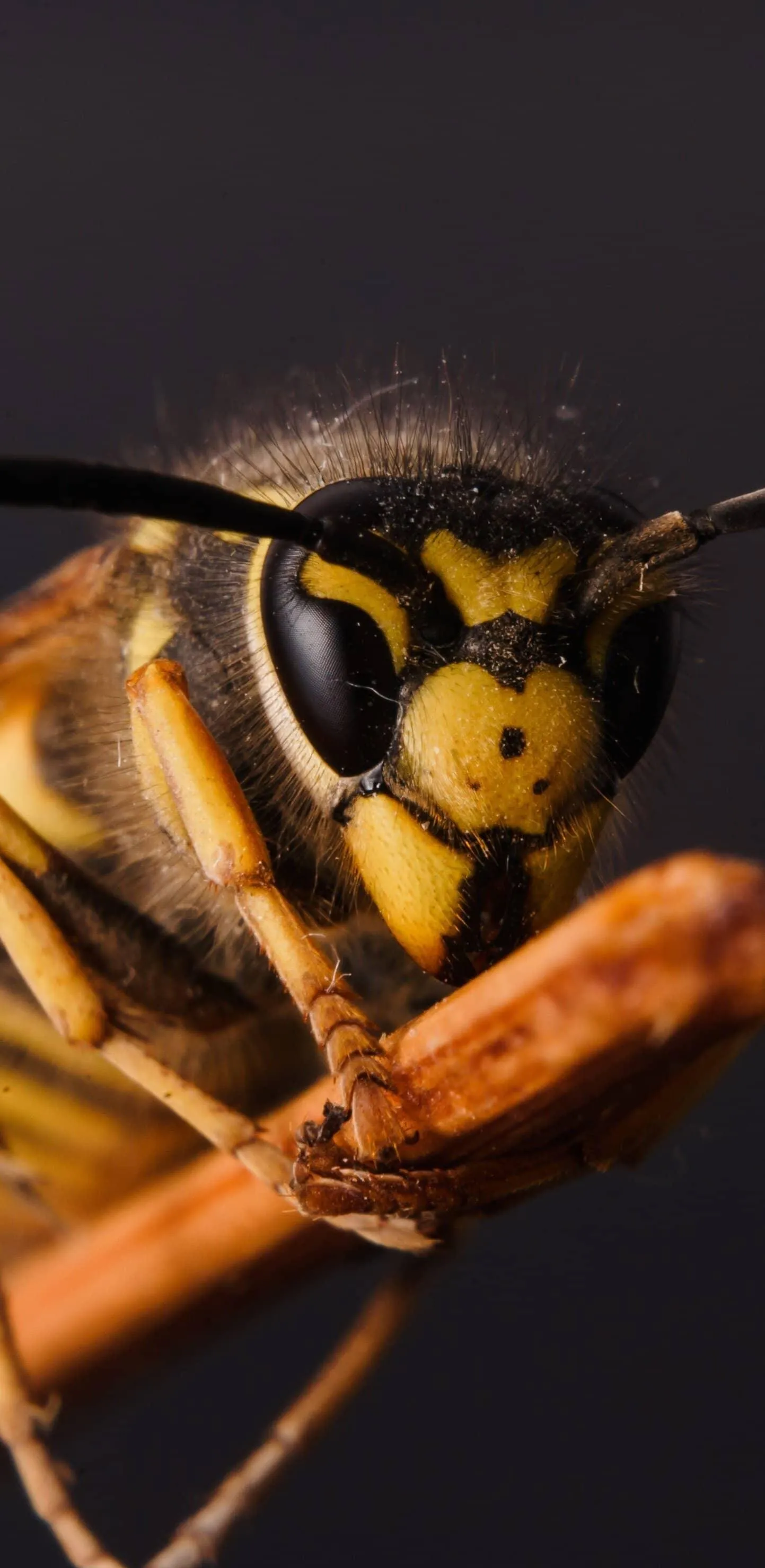 Closeup of Hornet Resting on Wooden Branch Outdoors
