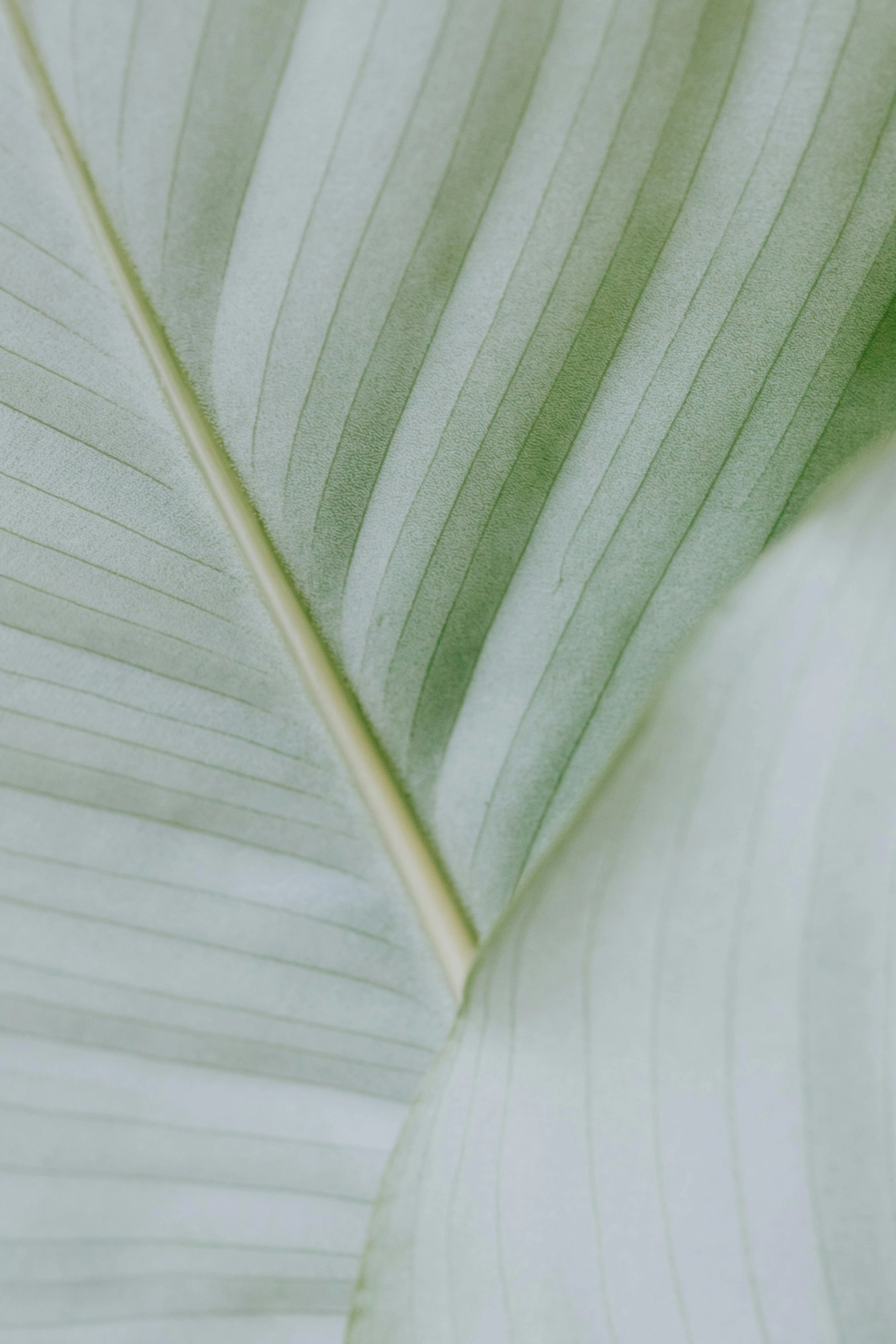 Closeup of Leaf Texture with Natural Pattern Wallpaper