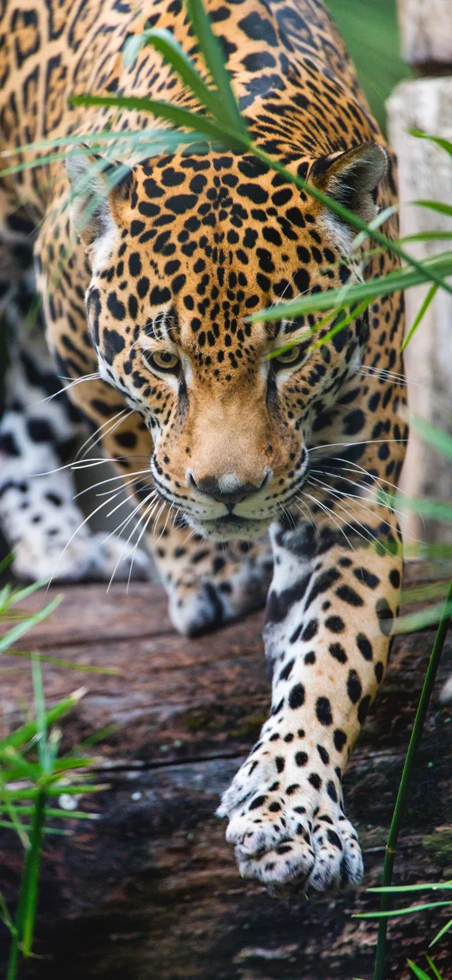 Closeup of Leopard Resting on Tree in the Jungle Wallpaper