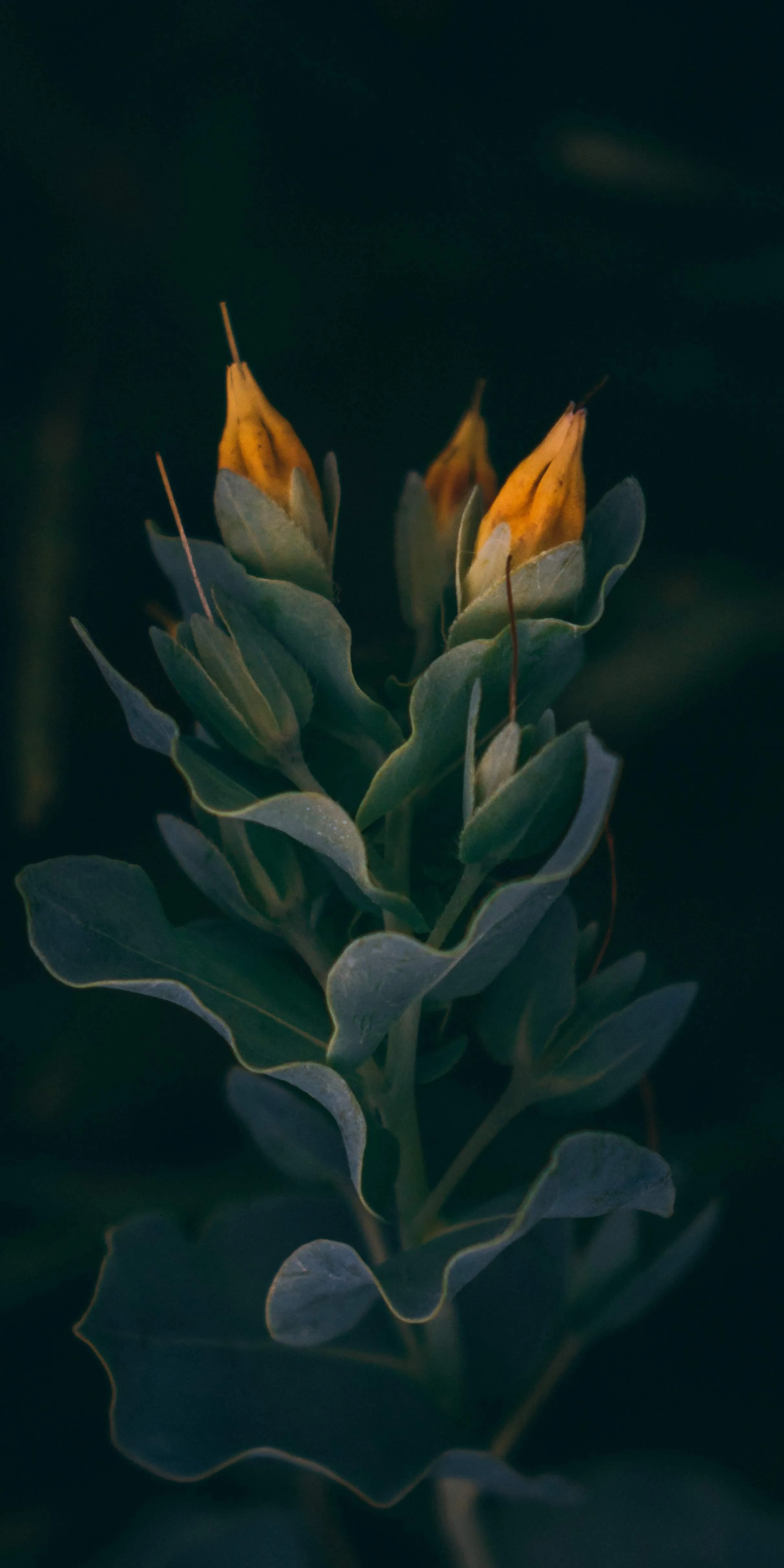 Closeup of Orange Flowers Growing Against Dark Background