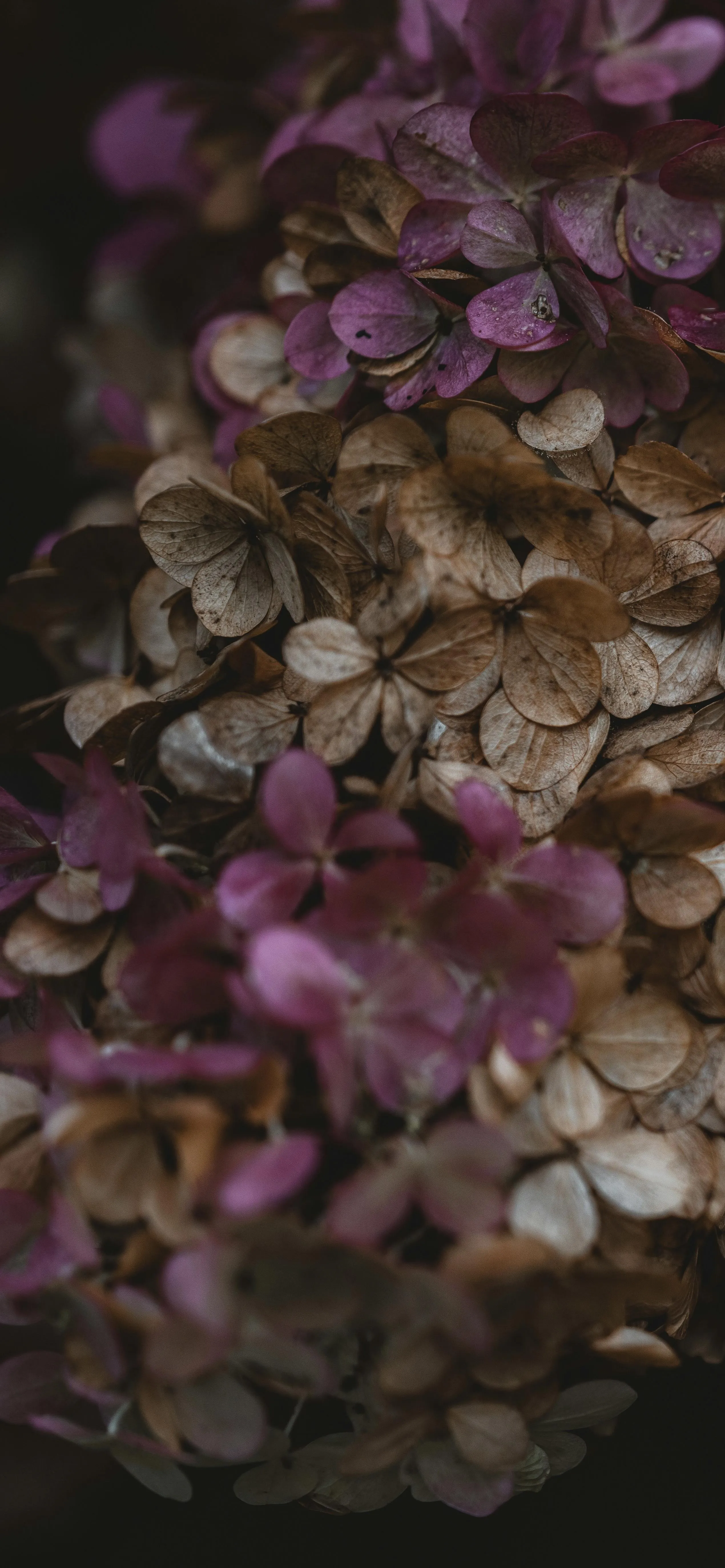 Closeup of Purple Flowers in Natural Soft Light Setting