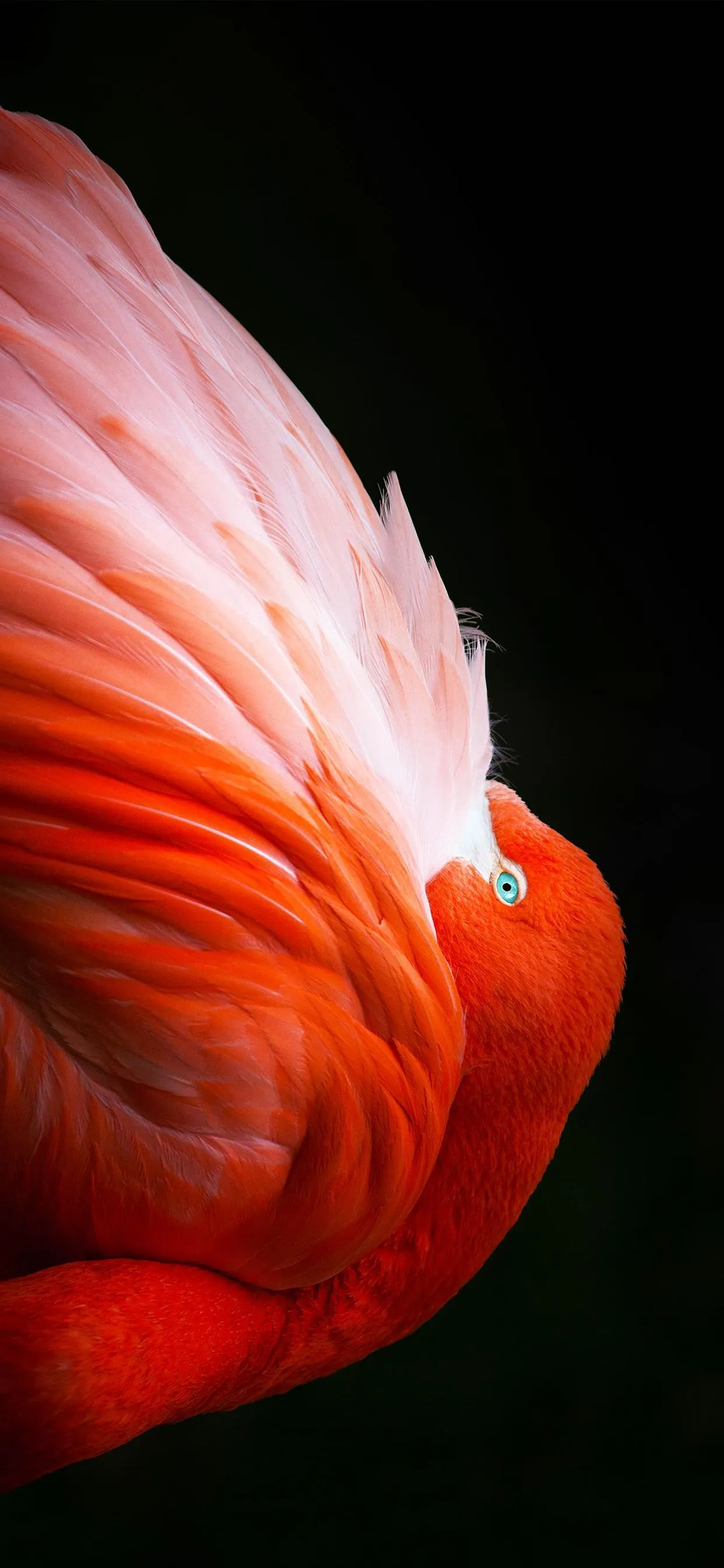 Closeup of Red Flamingo Feathers in Soft Light Wallpaper