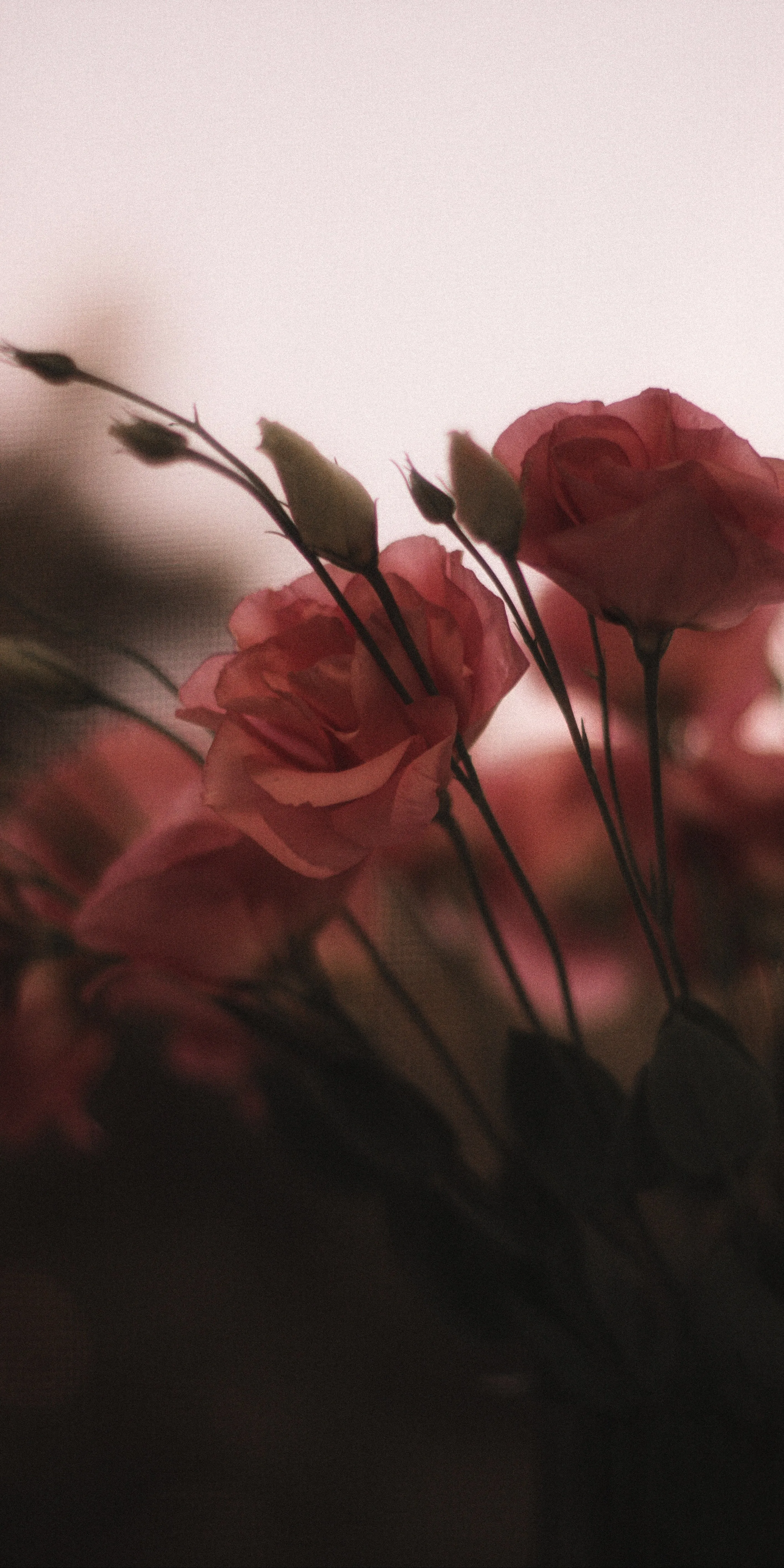 Closeup of Red Roses with Soft Focus Background Wallpaper