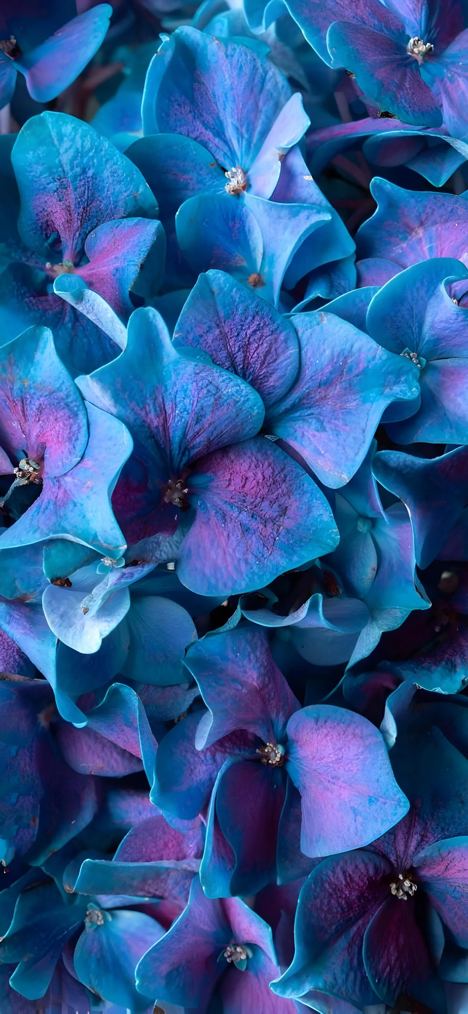 Closeup of Vibrant Blue Hydrangea Flowers with Natural Light