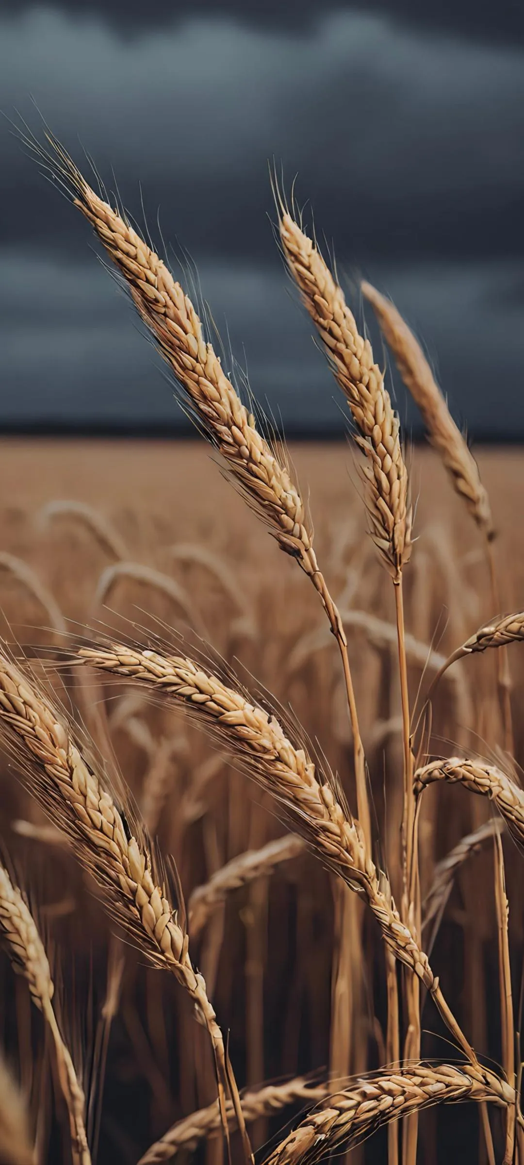 Closeup of Wheat Field Under Cloudy Sky Background