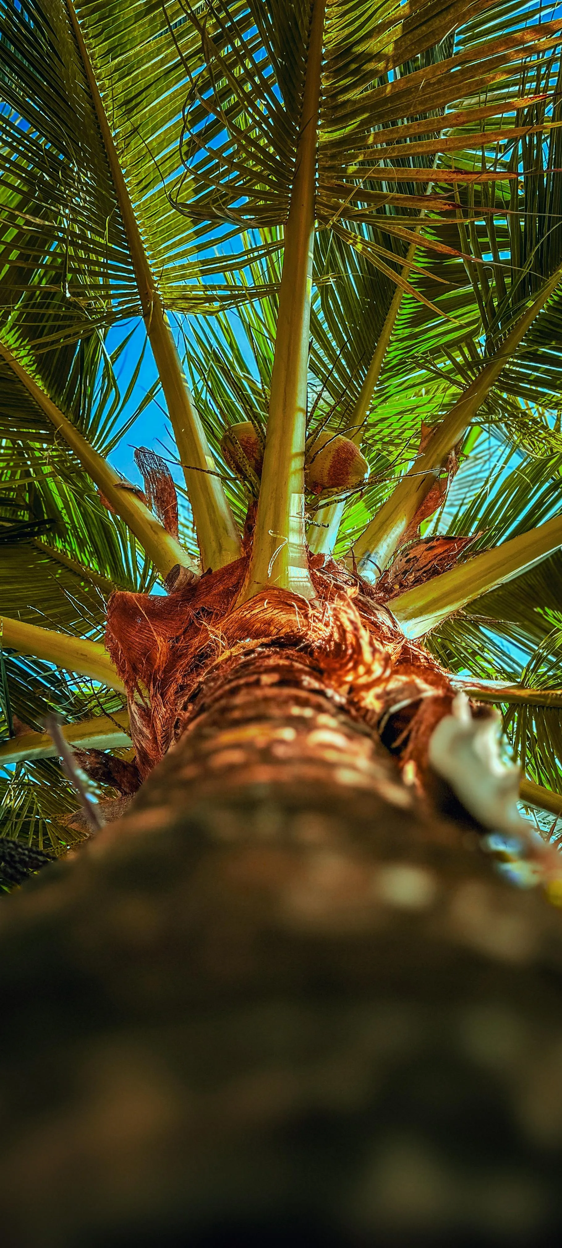 Closeup View Looking Up at a Tall Palm Tree with Blue Sky