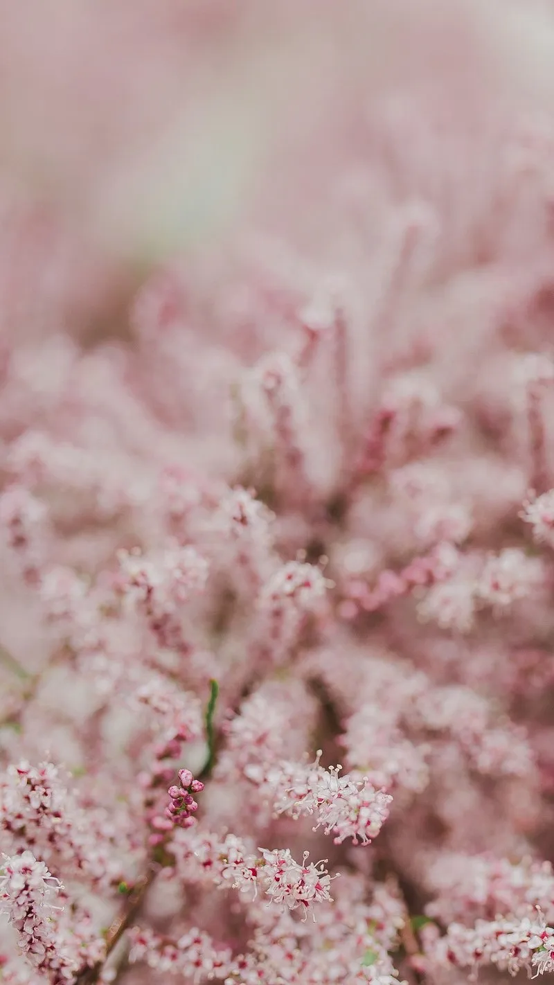 Closeup View of Delicate Frosted Pink Floral Textures