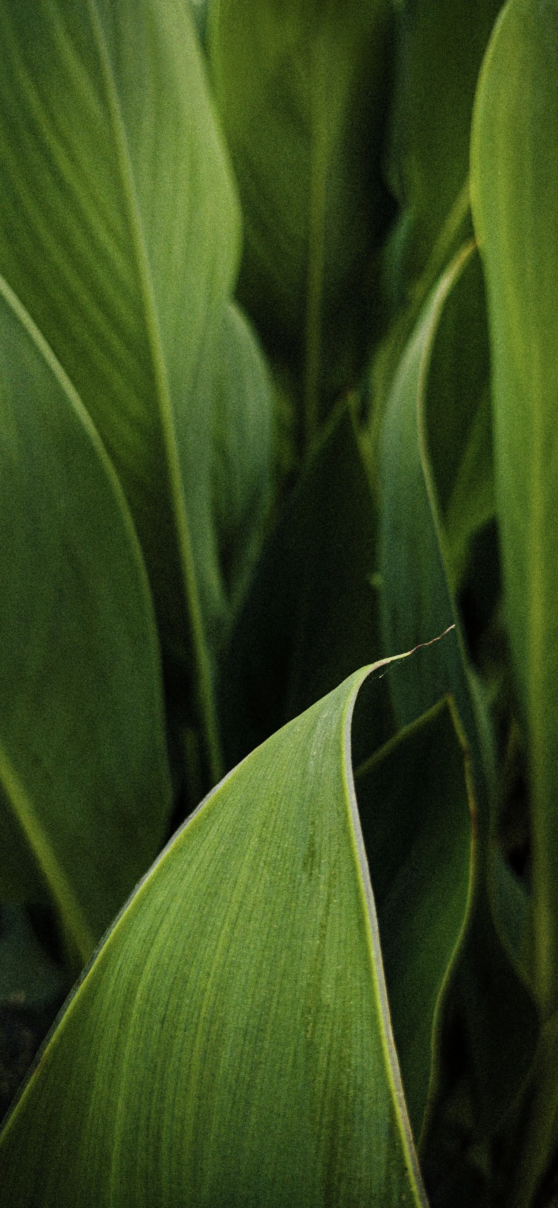 Closeup View of Fresh Green Leaves Nature Background