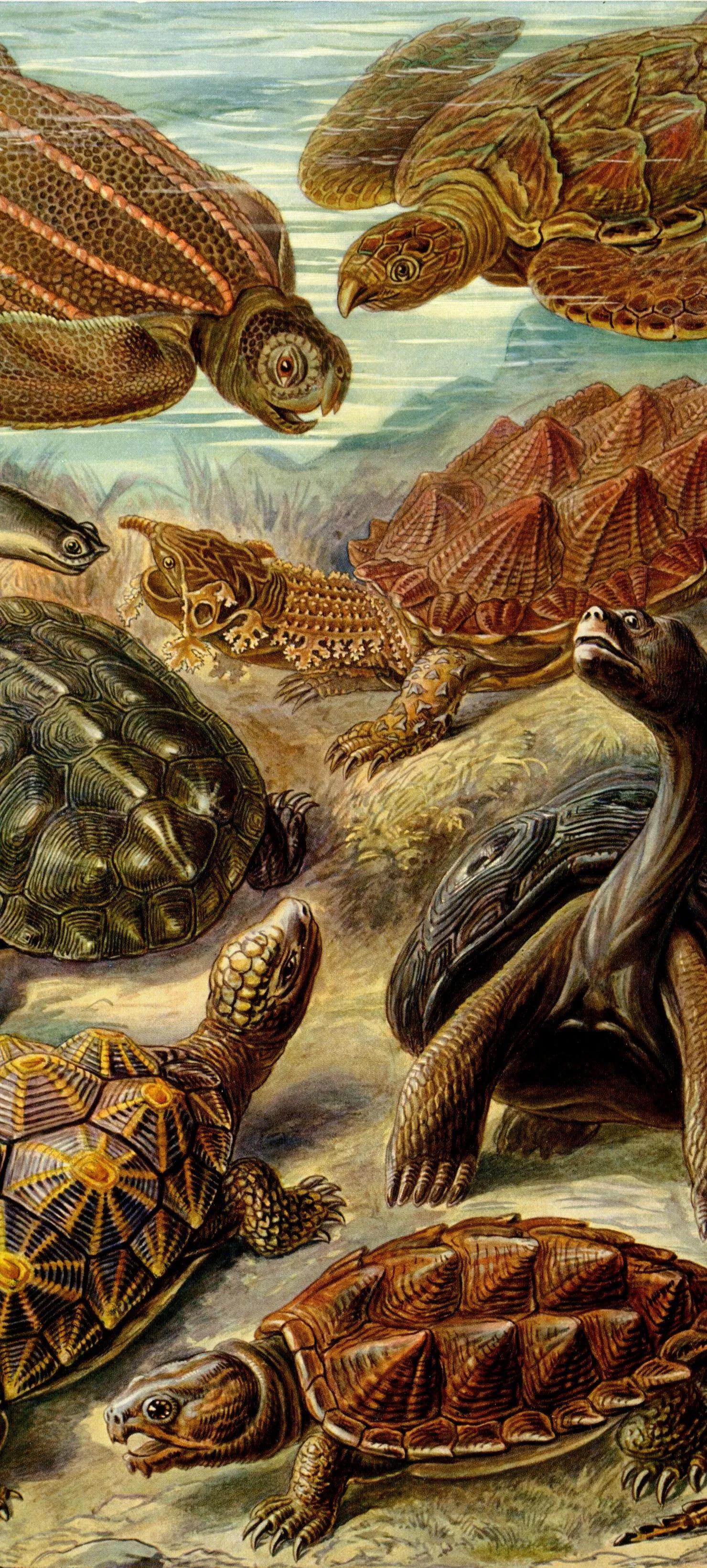 Closeup View of Turtles Swimming in Clear Shallow Water