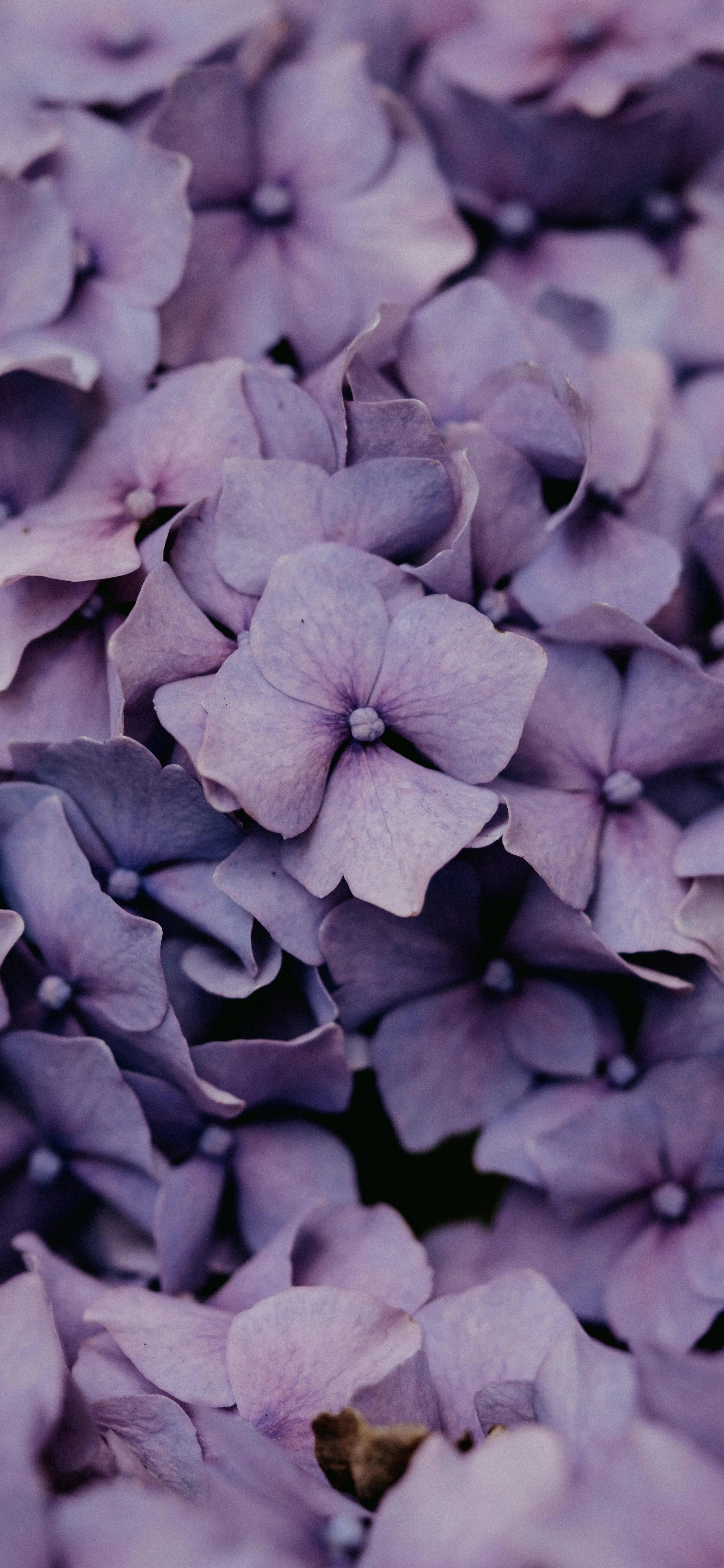 Cluster of Purple Flowers in Natural Garden Setting for Vivo