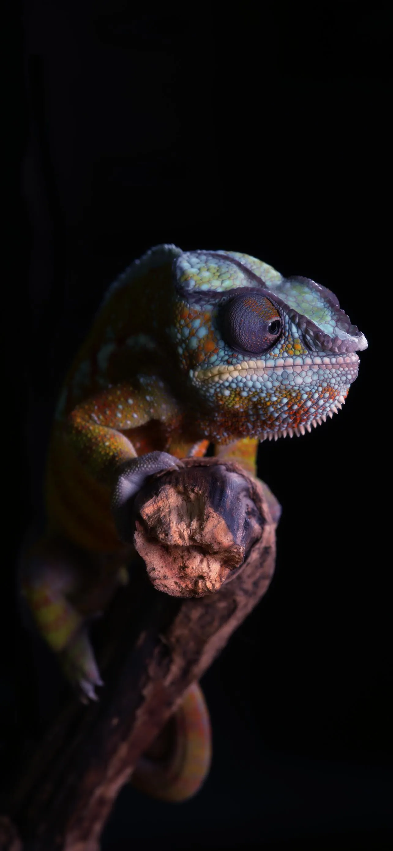 Colorful Chameleon Holding Branch in Dark Background