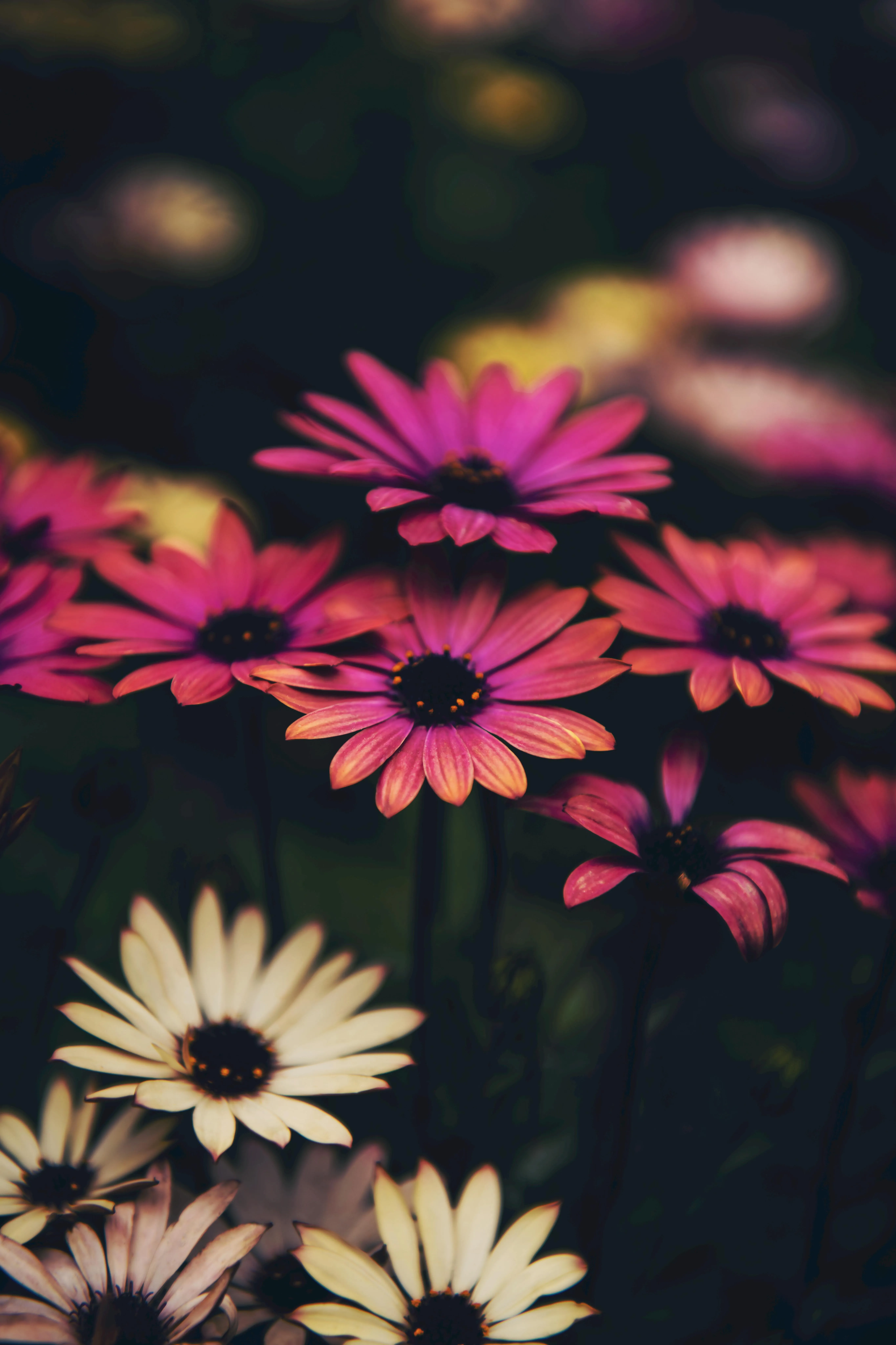 Colorful Flower Garden with Dark Background Mood Wallpaper