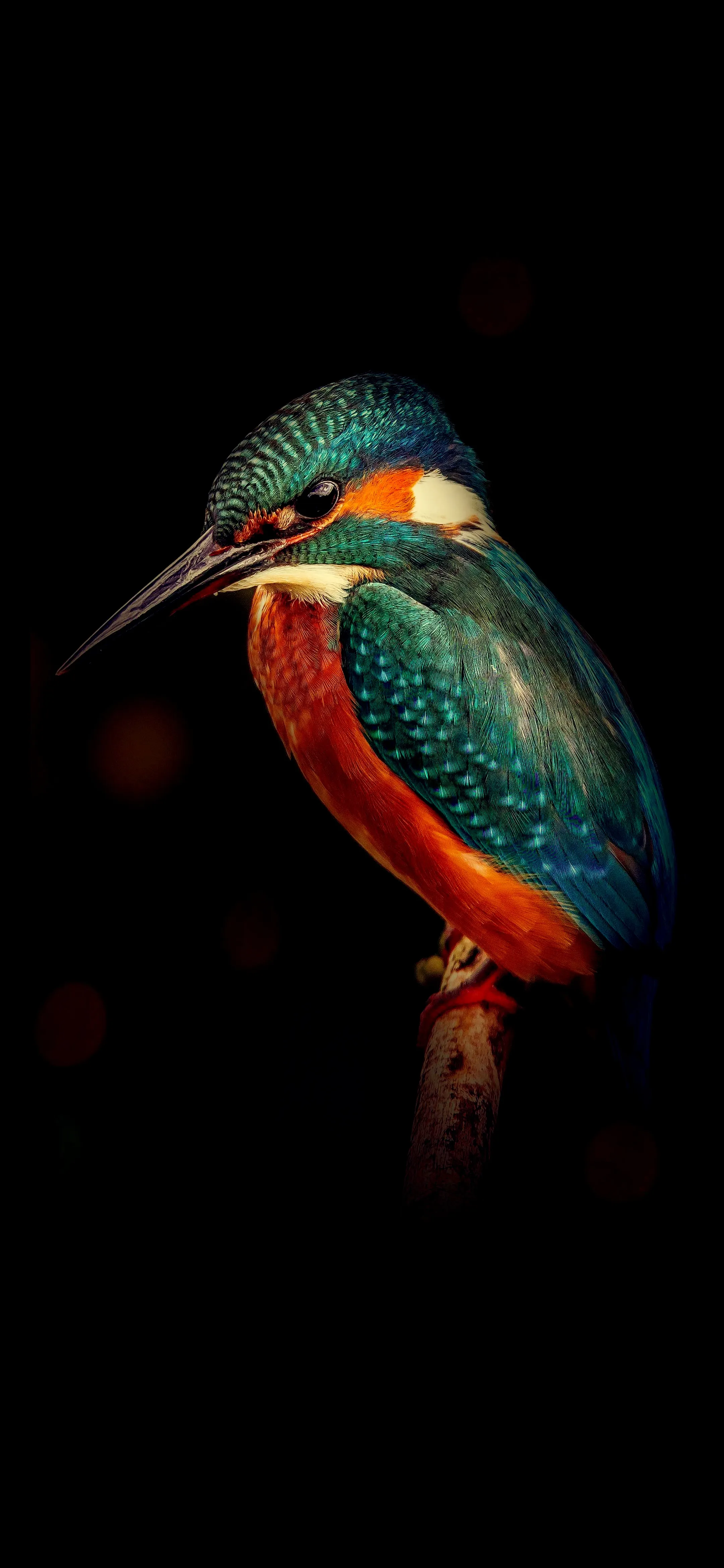 Colorful Kingfisher Bird Perched on Dark Background HD