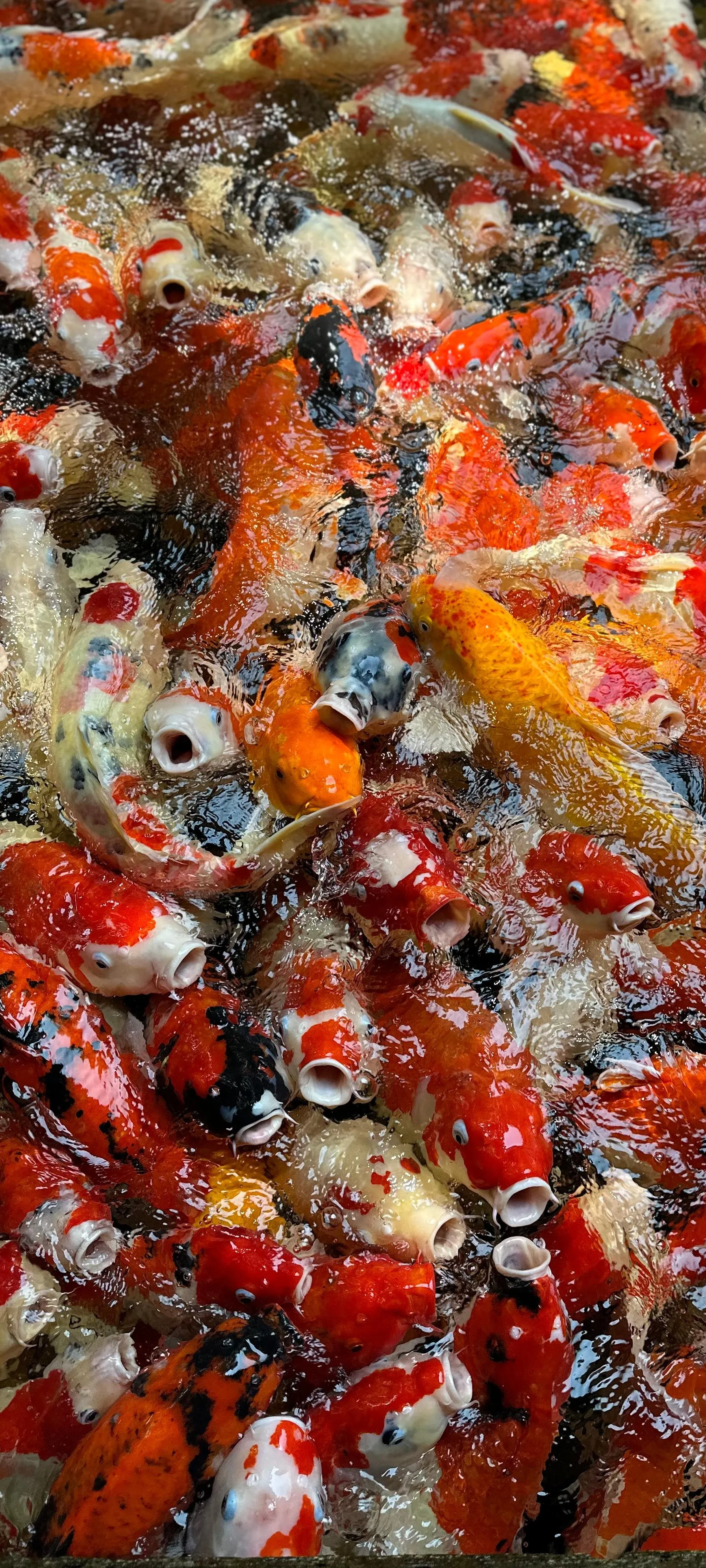 Colorful Koi Fish Swimming in a Clear Natural Pond Image