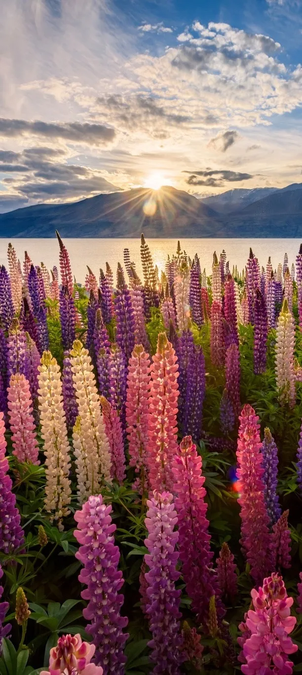 Colorful Lupine Flower Field Nature Art for iPhone 15 Plus