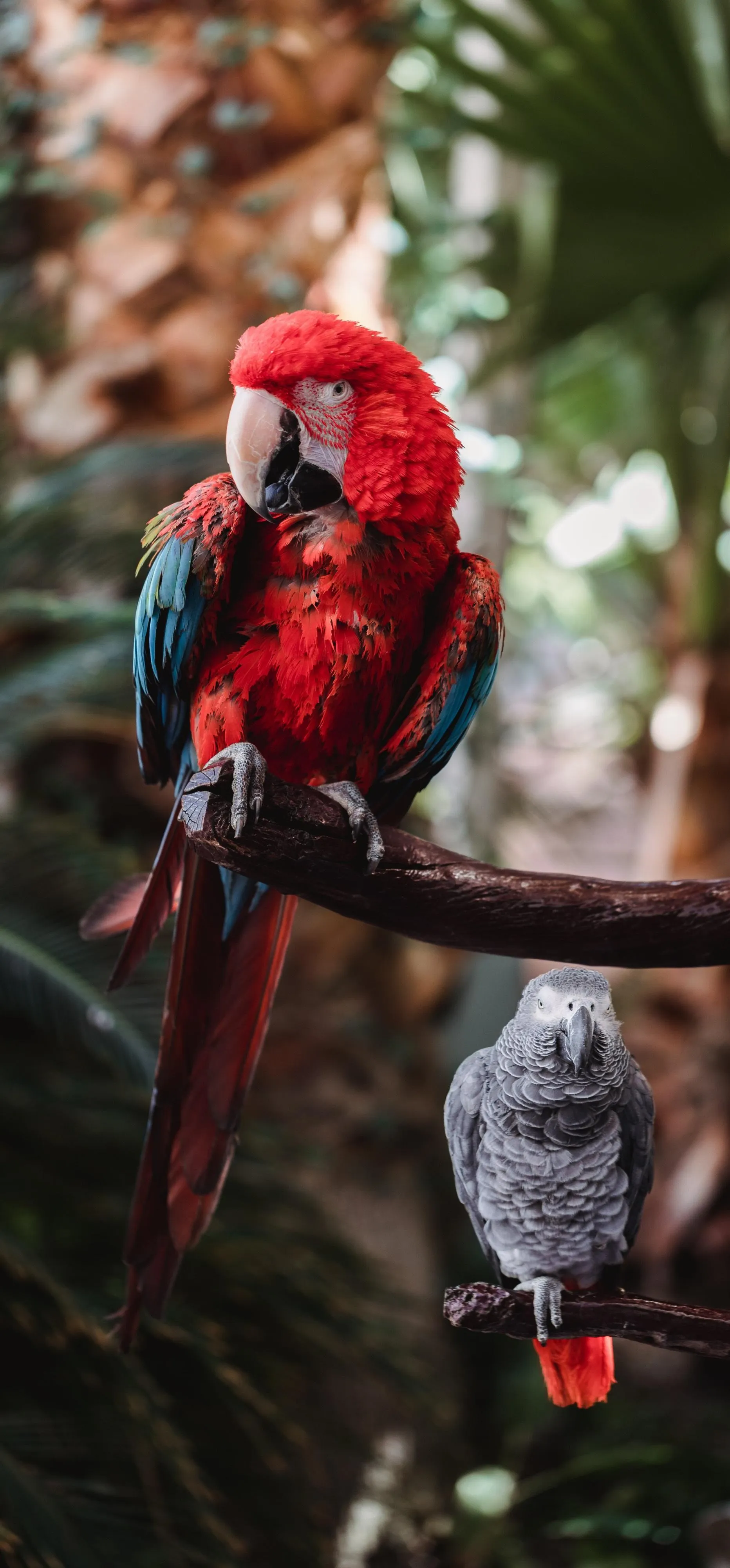 Colorful Parrot Perched on Branch with Green Leaves