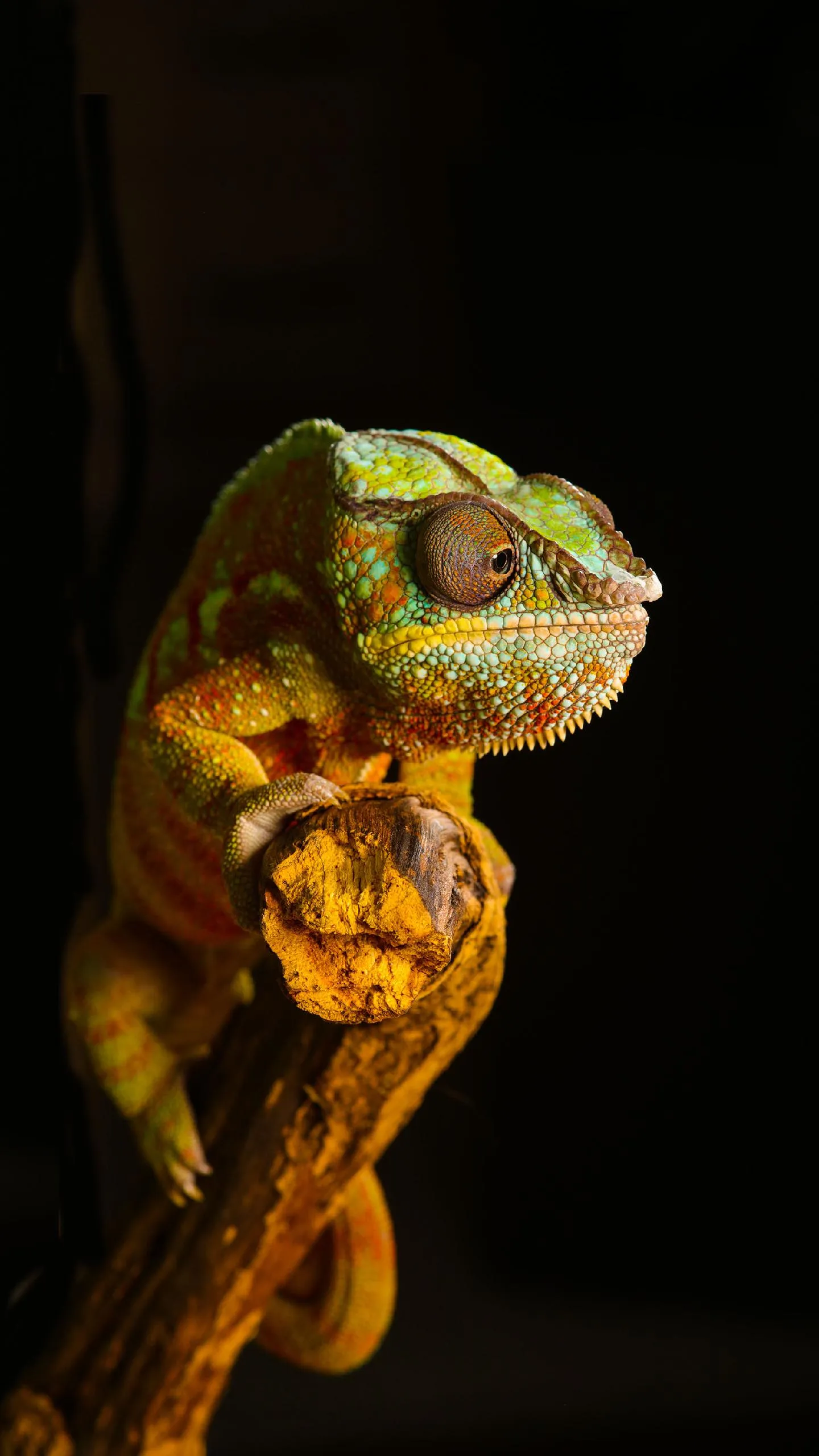 Colorful Reptile Lizard on Dark Wooden Surface Wallpaper