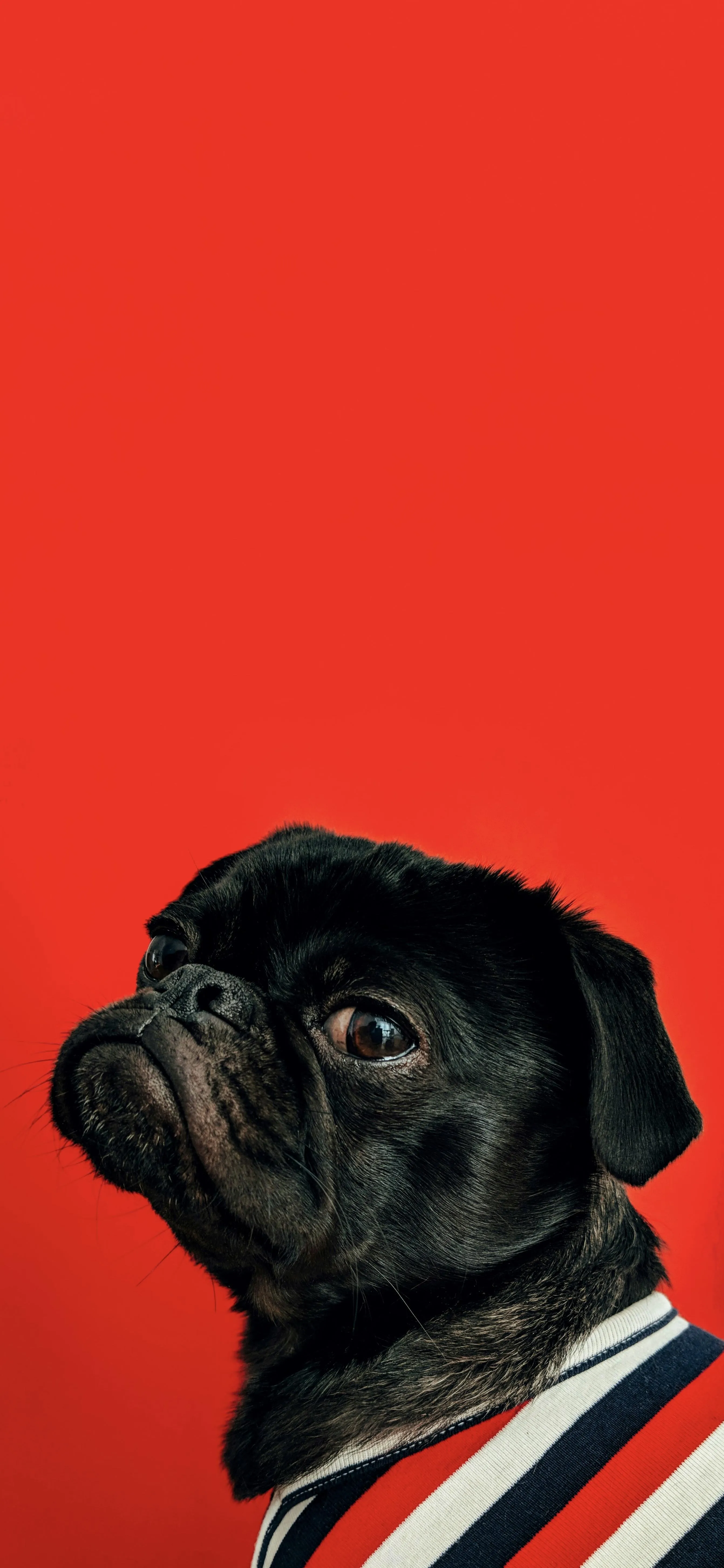Cool Black Dog in Red Background Free Mobile Wallpaper