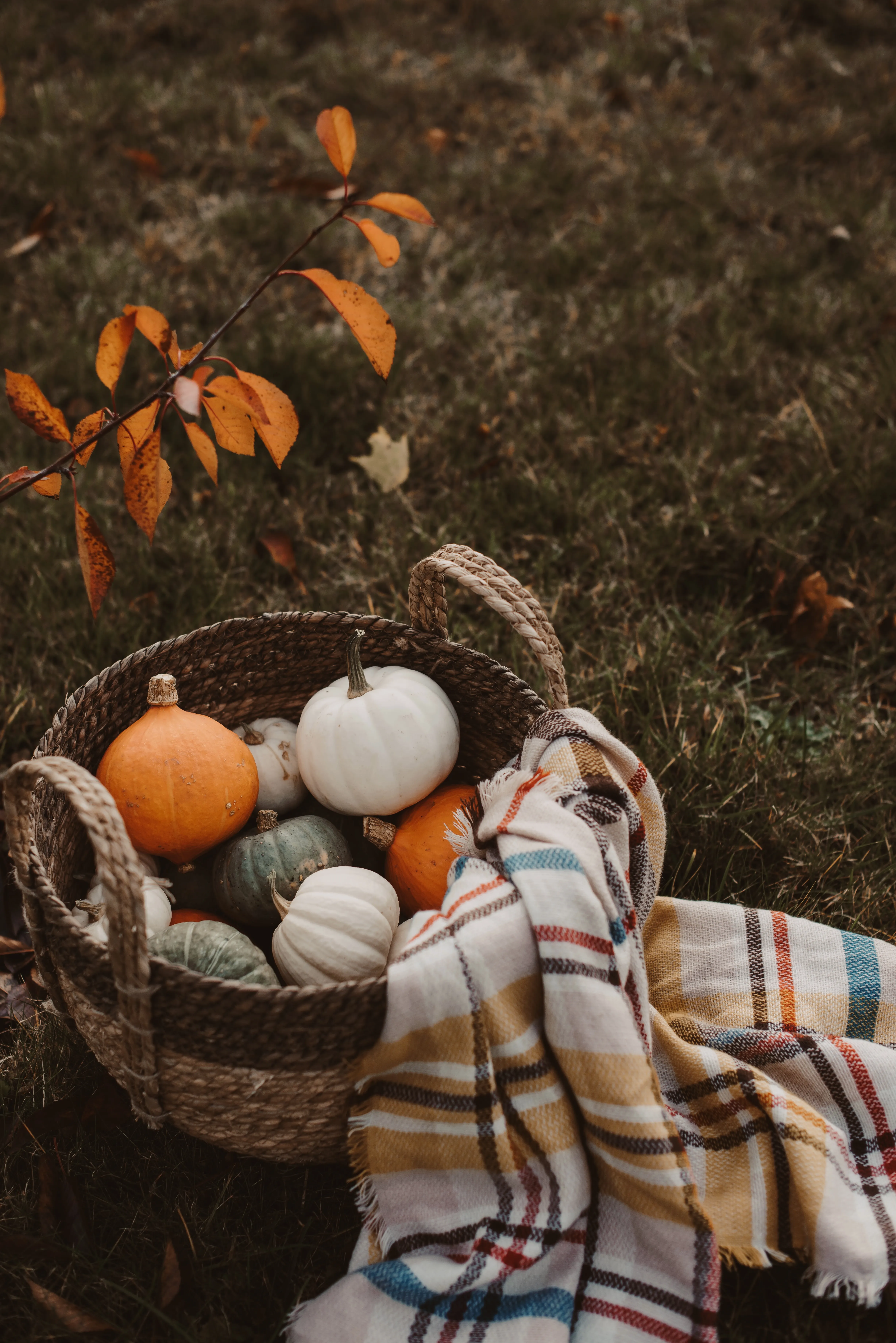 Cozy Picnic Setting with Pumpkins and Blanket Wallpaper