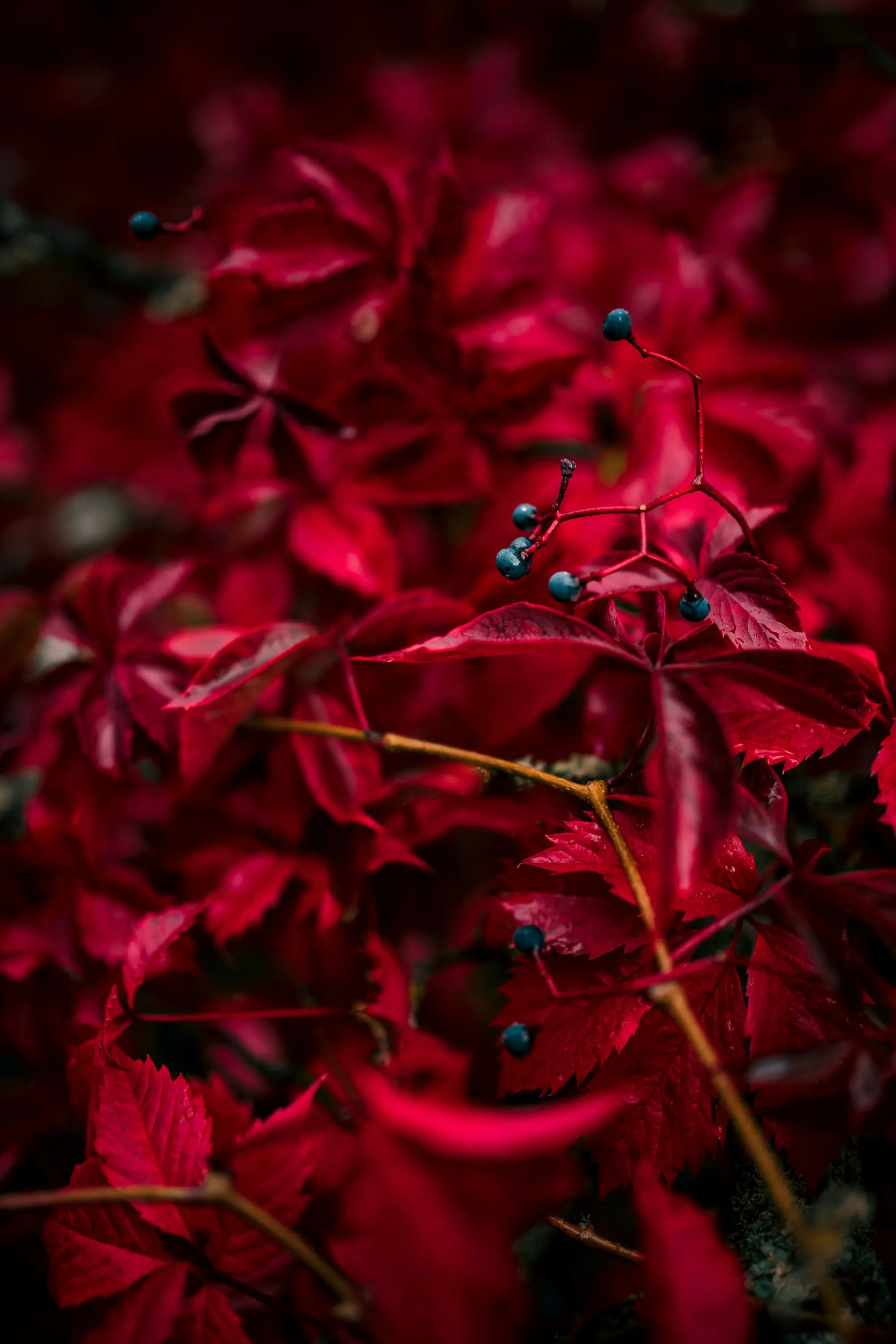 Crimson Petals Macro Photography for OnePlus 12 Wallpaper