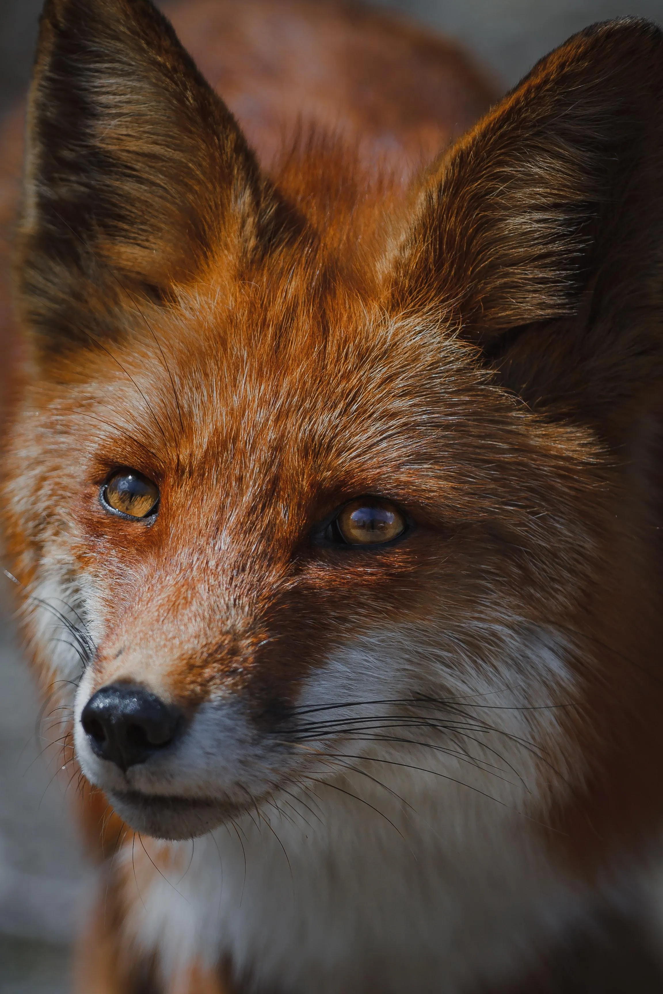 Curious Fox Gazing Forward with Warm Natural Expressions