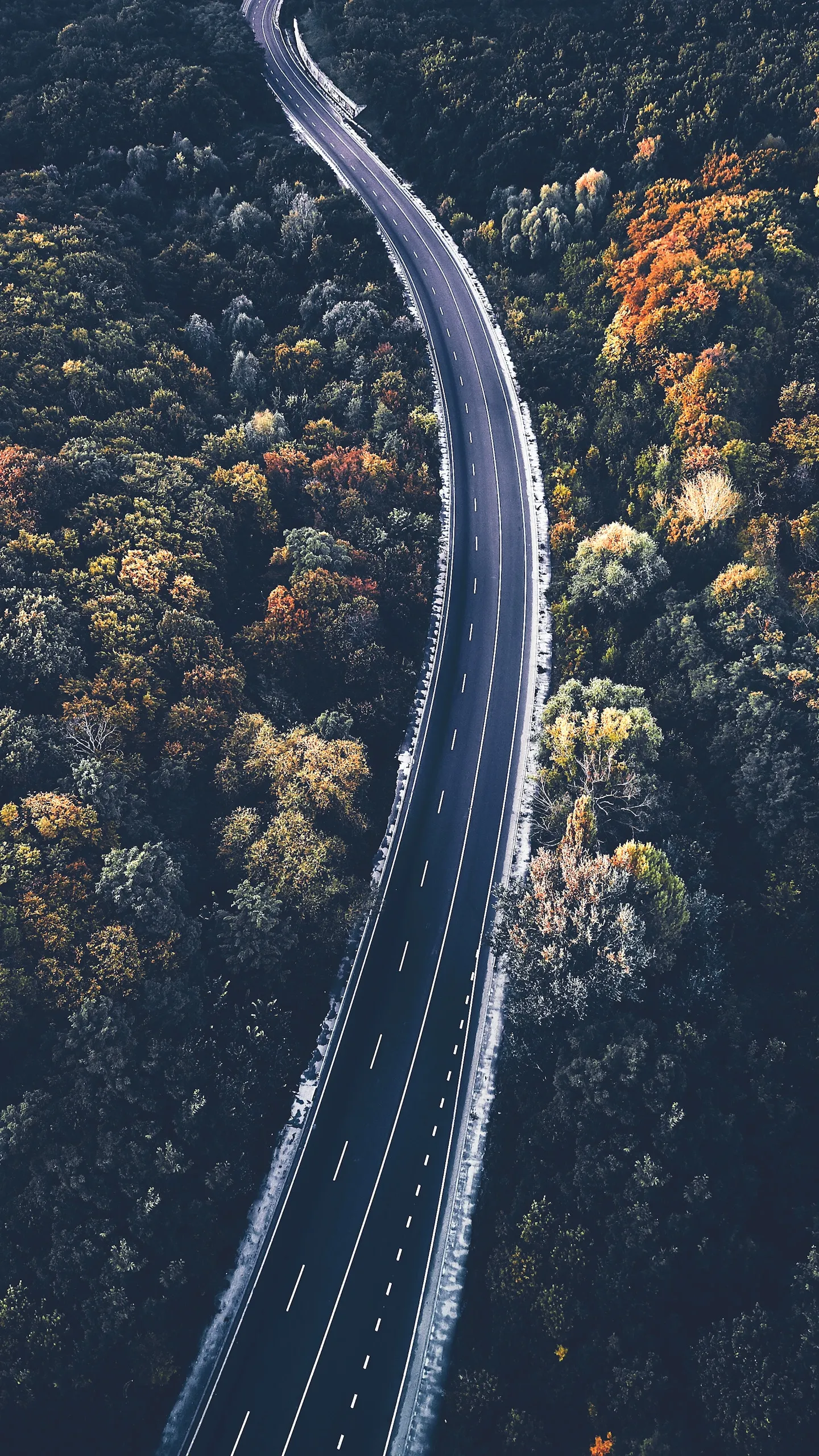 Curving Road Through Forest in Autumn from Above View