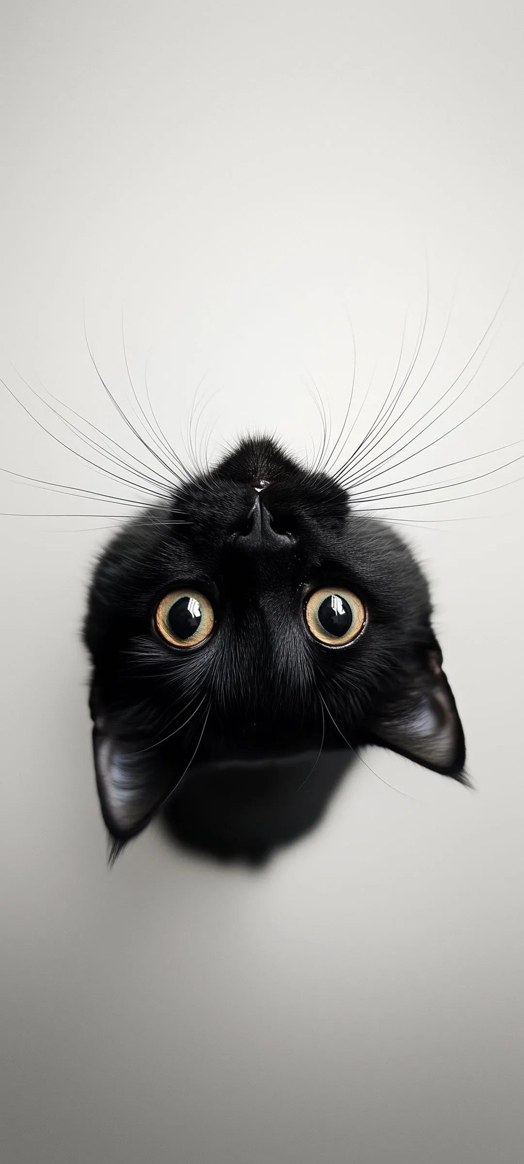 Cute Black Cat Face for Adorable Free Mobile Wallpaper