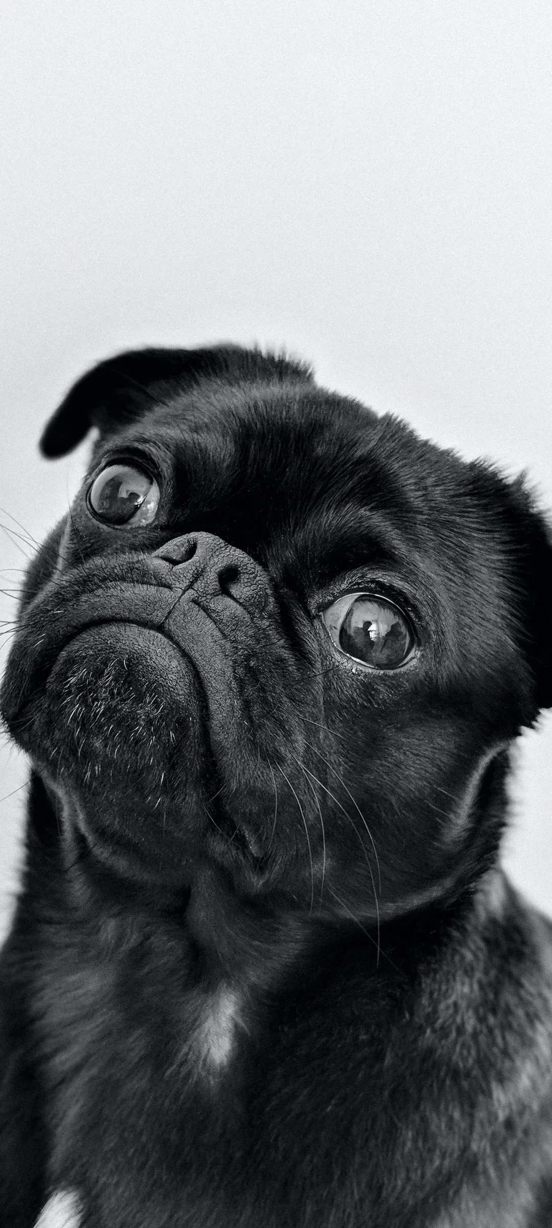 Cute Black Puppy Dog Portrait in Stylish Black and White