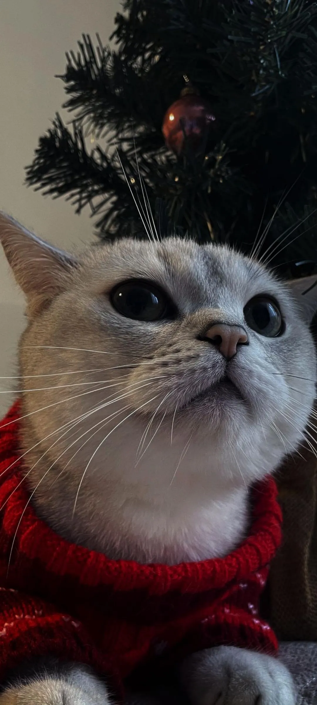 Cute Cat in Christmas Outfit with Festive Background