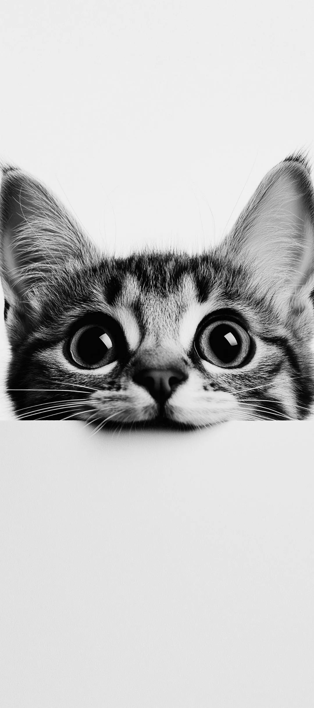 Cute Cat Peeking over White Background Playfully Wallpaper
