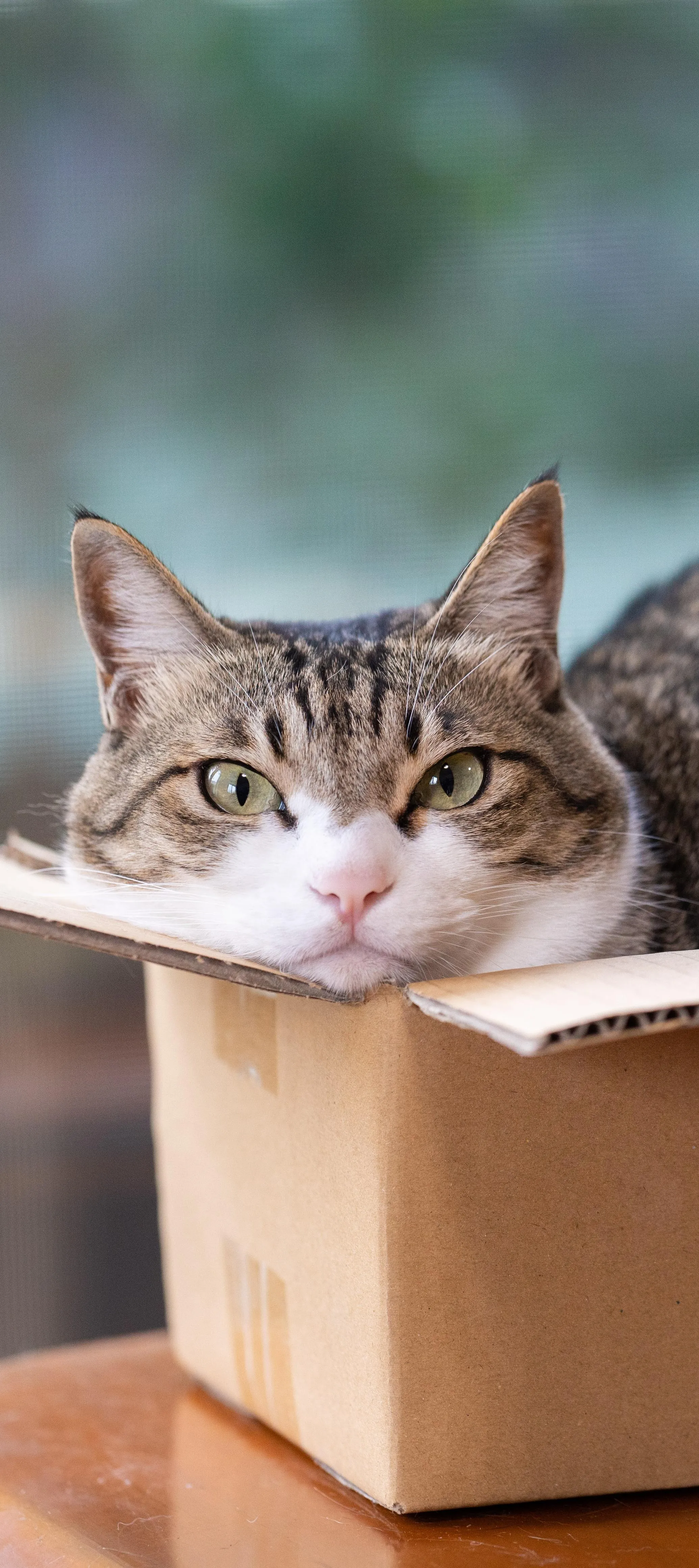 Cute Cat Resting Head Inside Small Cardboard Box Wallpaper