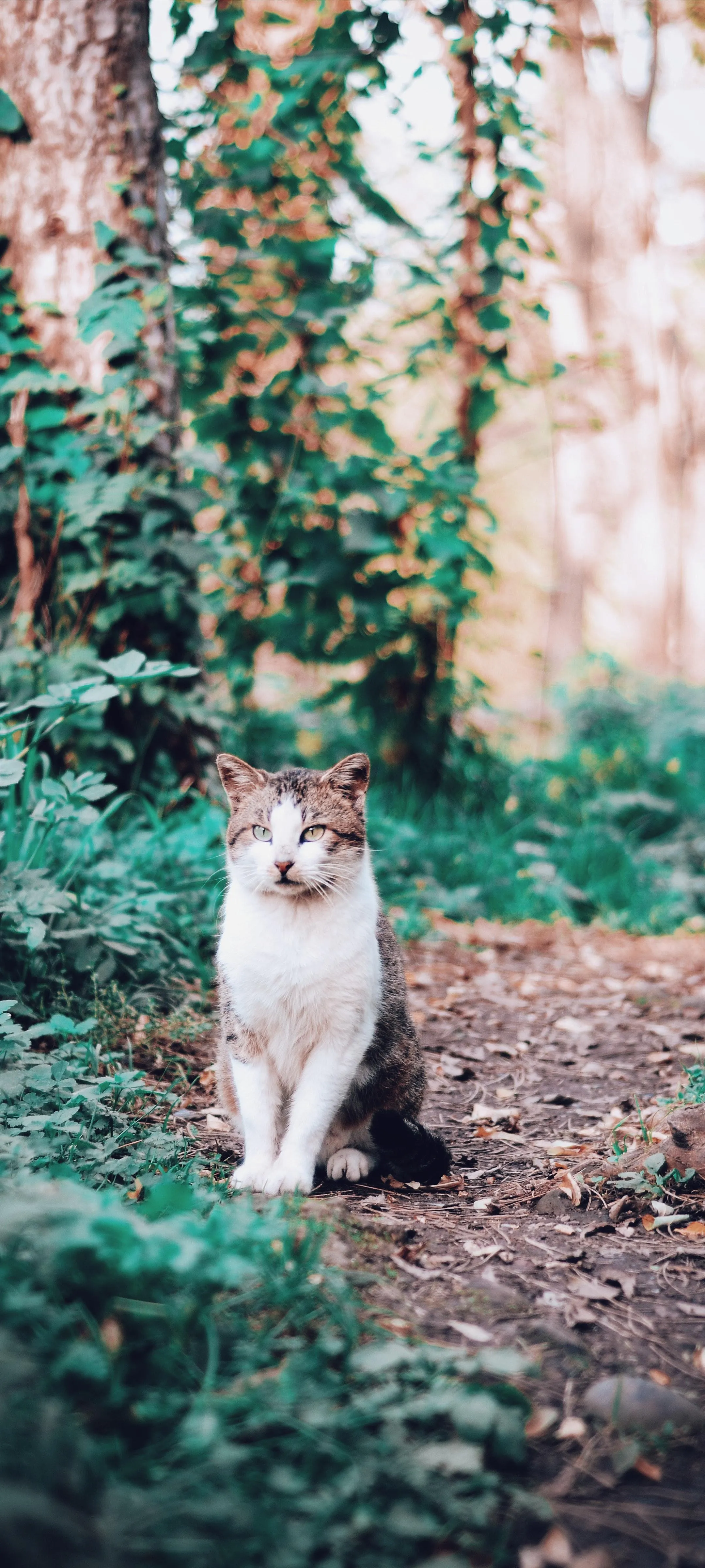 Cute Cat Sitting on Leafy Pathway in Autumn Forest Image