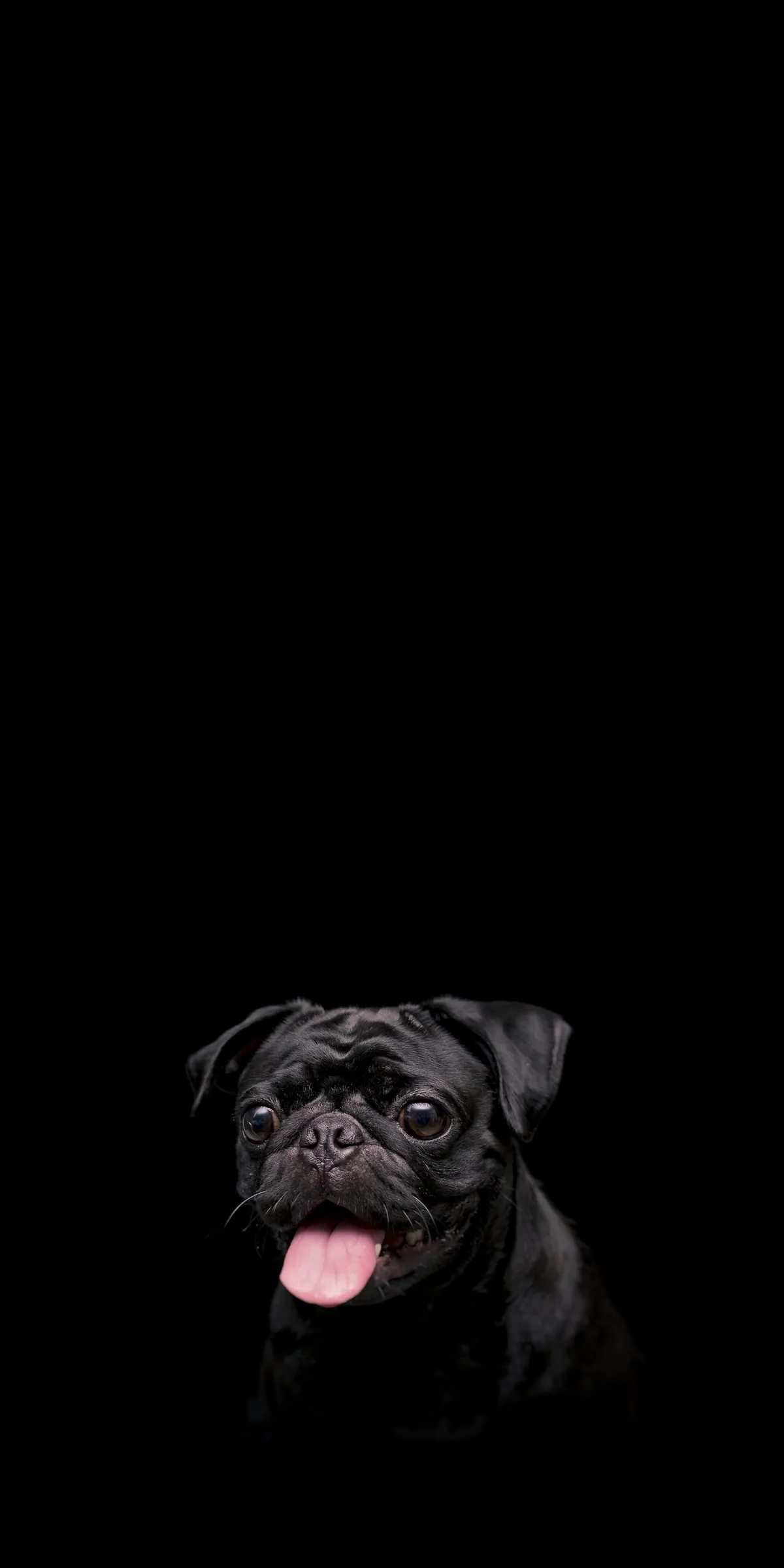 Cute Dog Face Appearing in Dark Background With Light