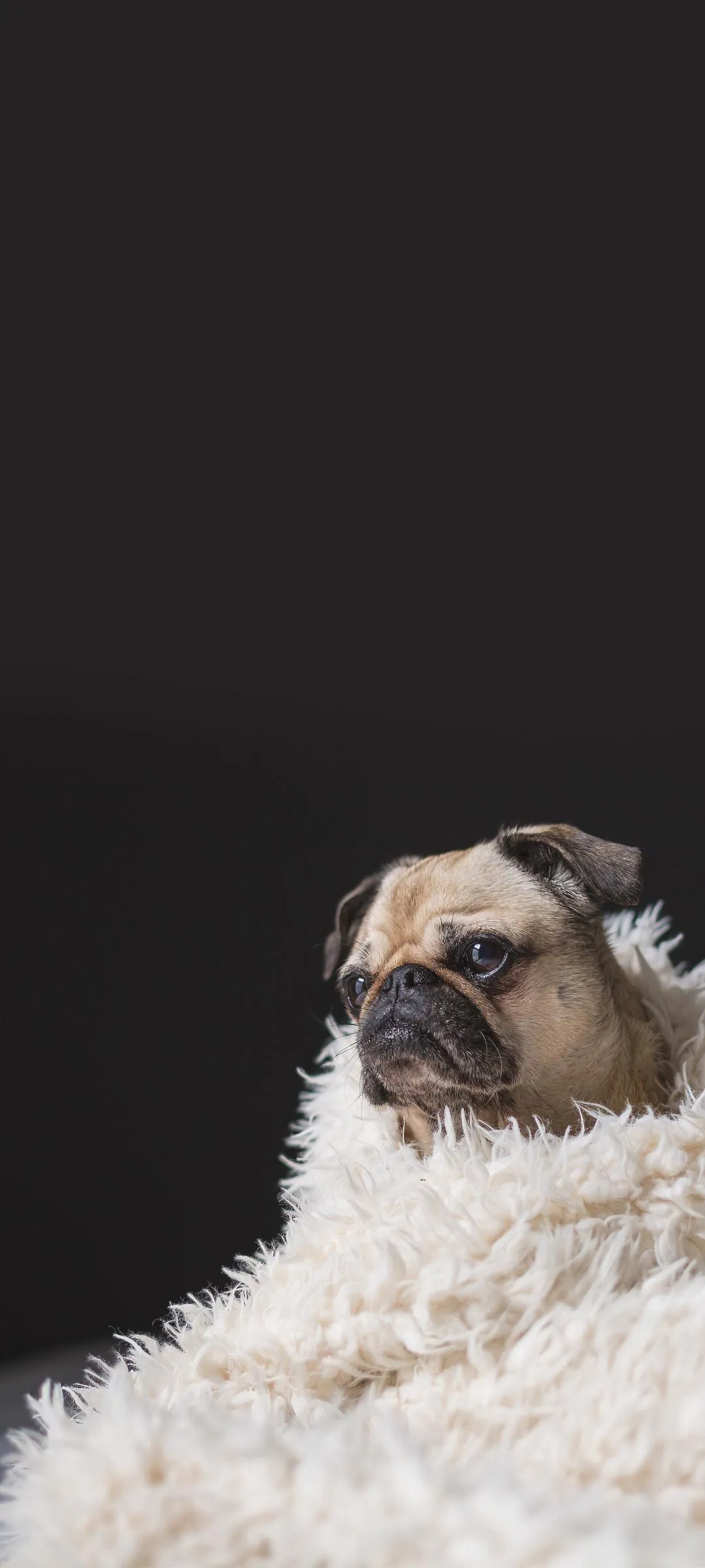 Cute Dog Resting on Blanket Minimal Cozy Wallpaper HD