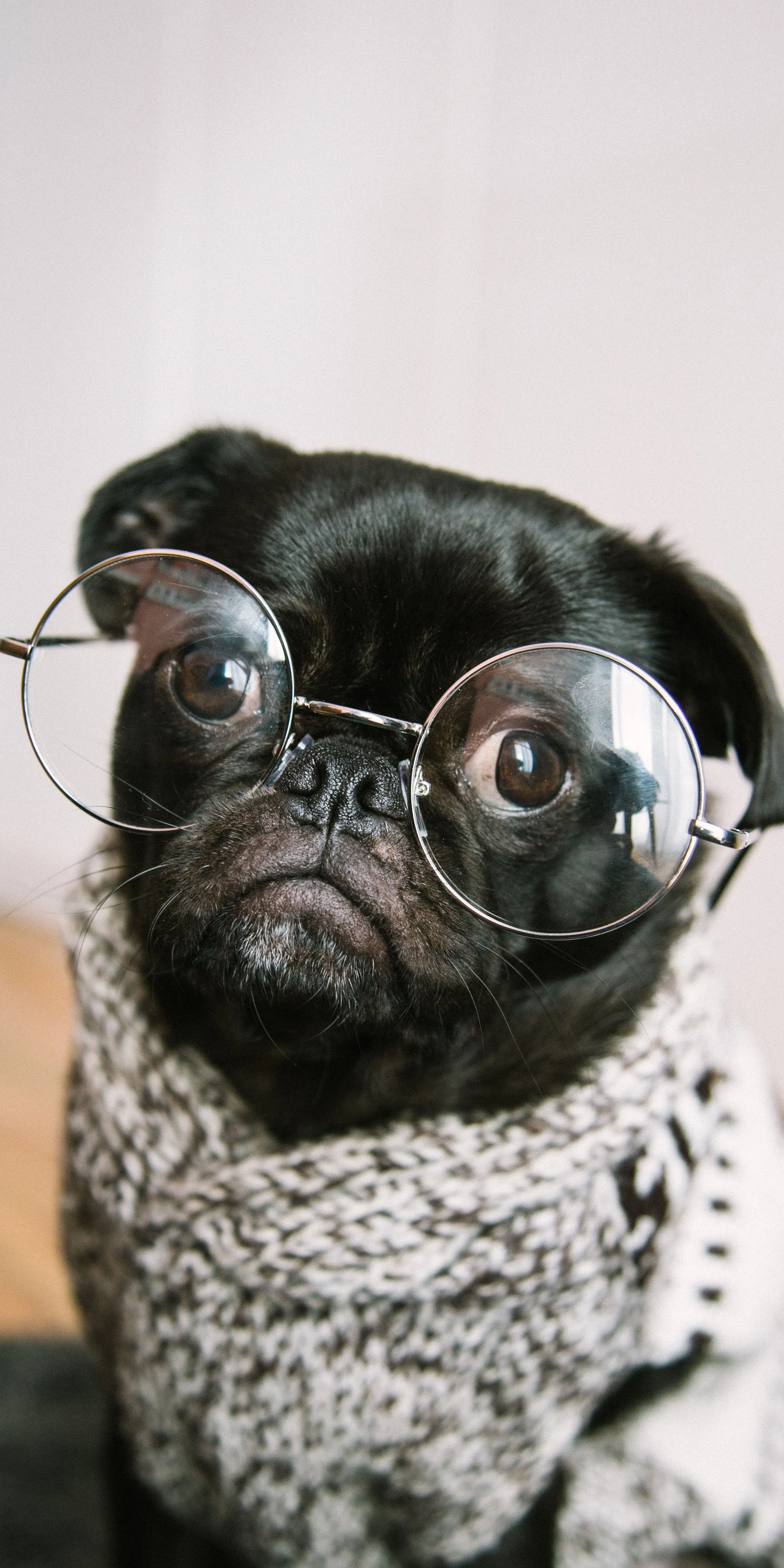Cute Dog Wearing Glasses Looking at Camera Wallpaper