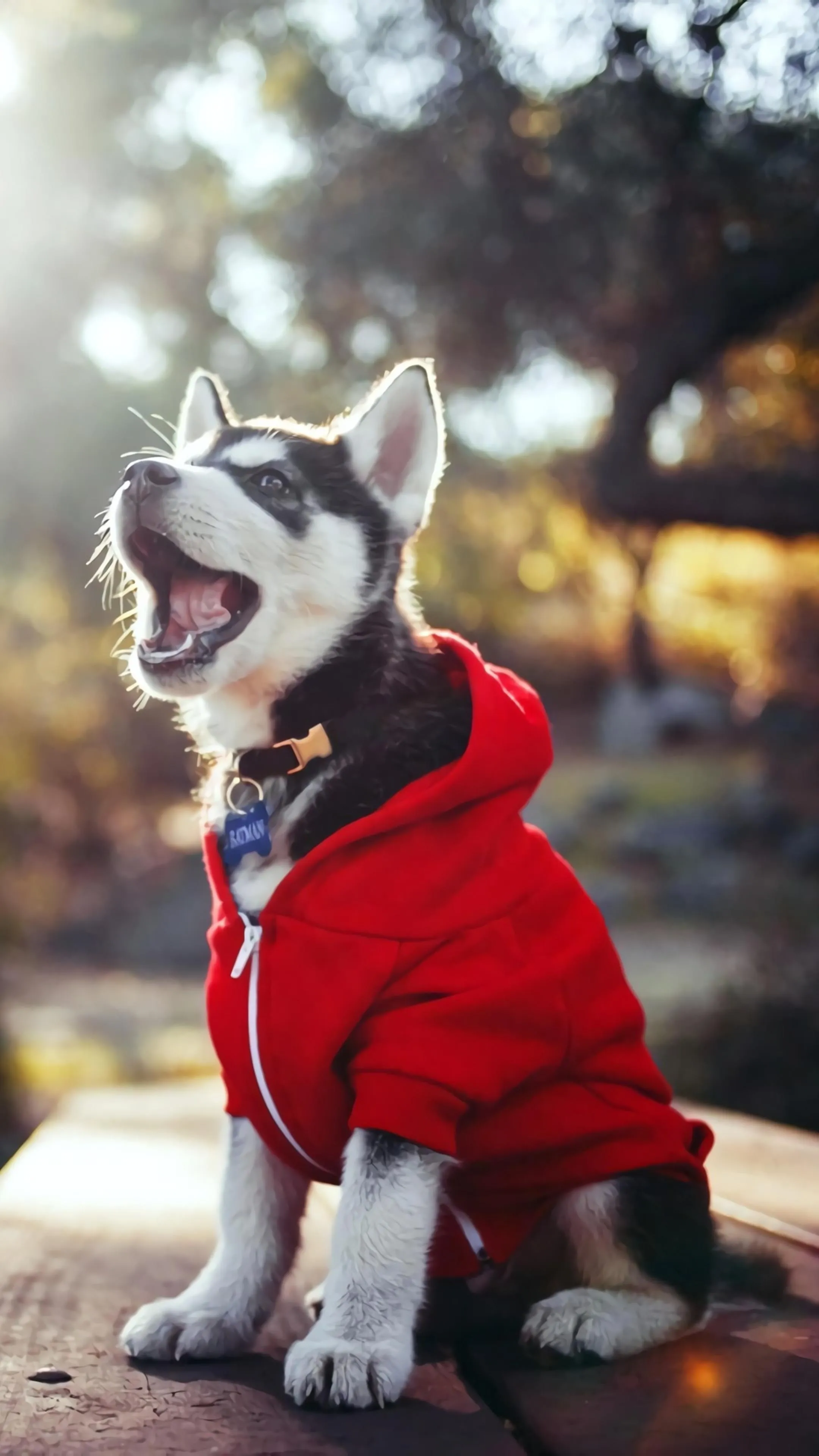 Cute Dog Wearing Red Hoodie Sitting Outdoors in Autumn