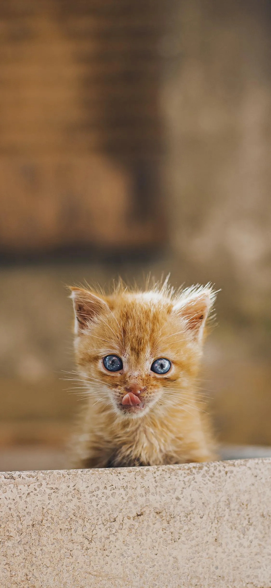 Cute Ginger Kitten Peeking Over Stone Surface in Sunlight