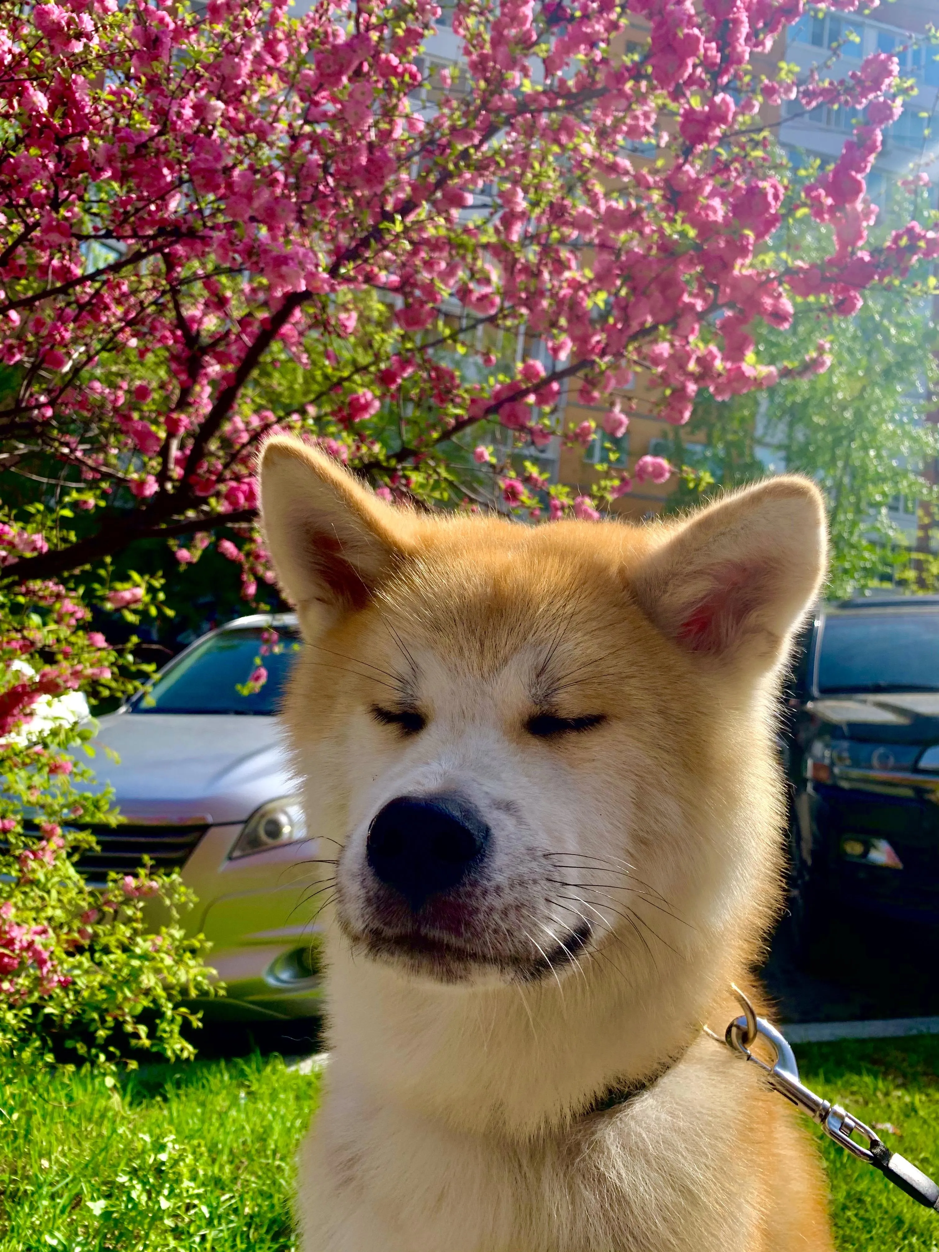 Cute Shiba Inu Dog Posing Near Blossoming Pink Trees