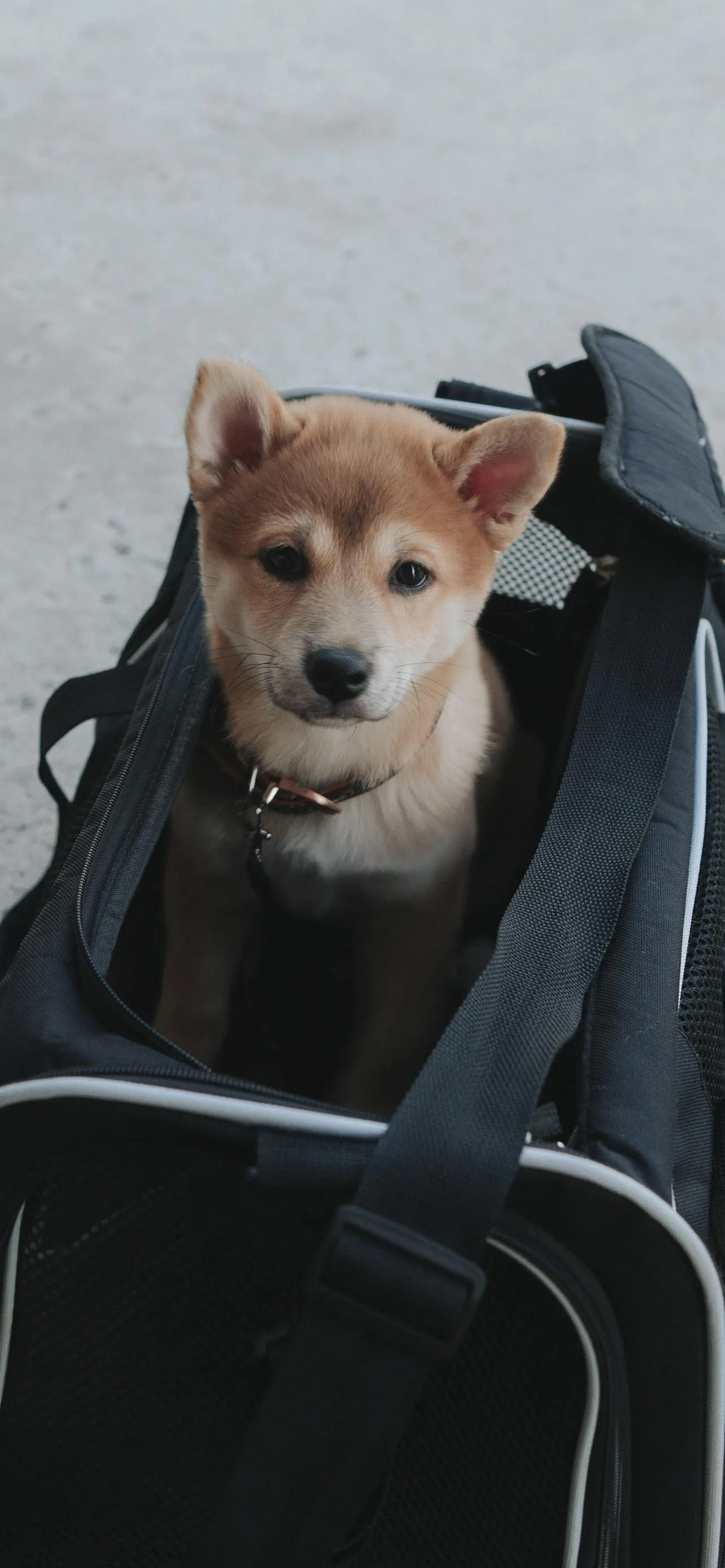 Cute Shiba Inu Dog Sitting in Stroller Outdoors Wallpaper