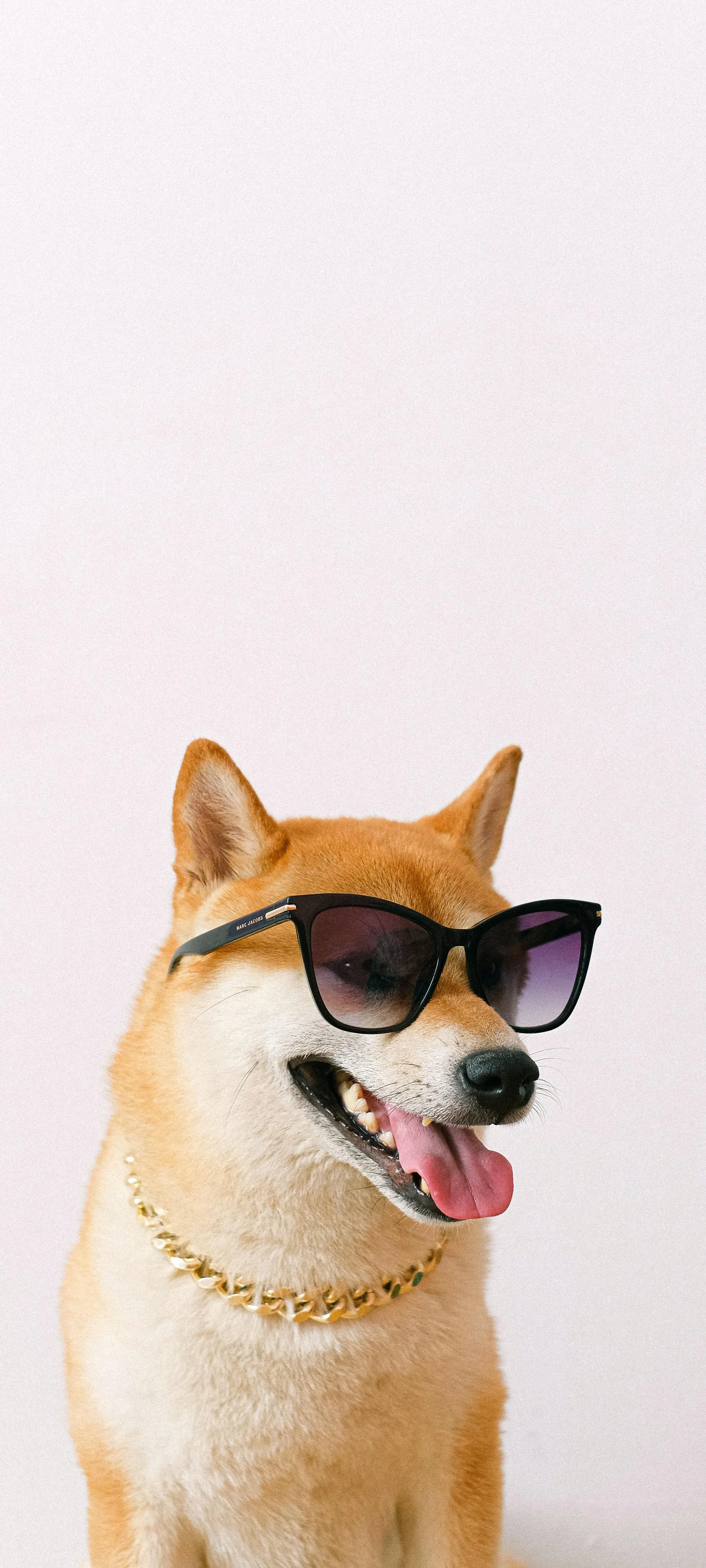 Cute Shiba Inu Dog Wearing Sunglasses on White Background