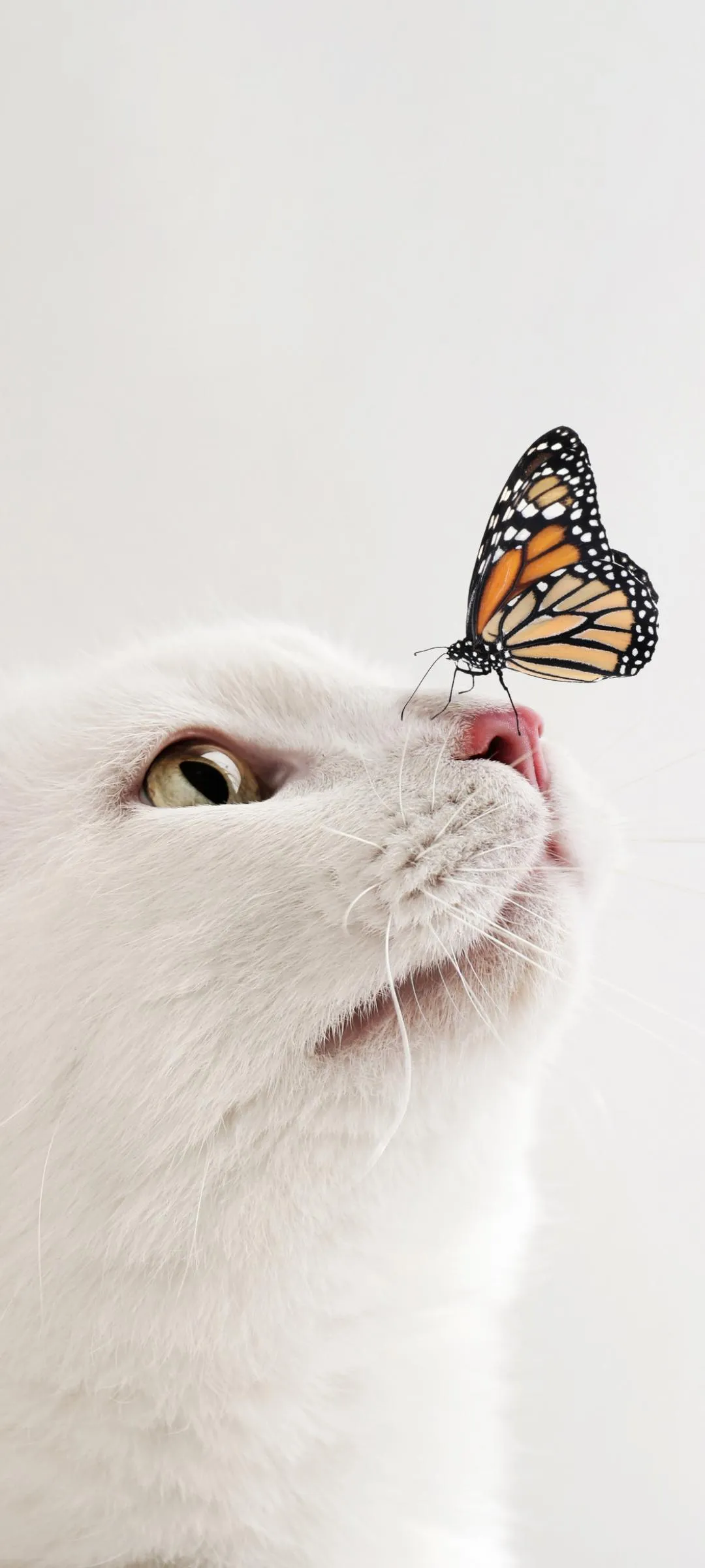 Cute White Cat Gazing at Butterfly on Its Nose Wallpaper