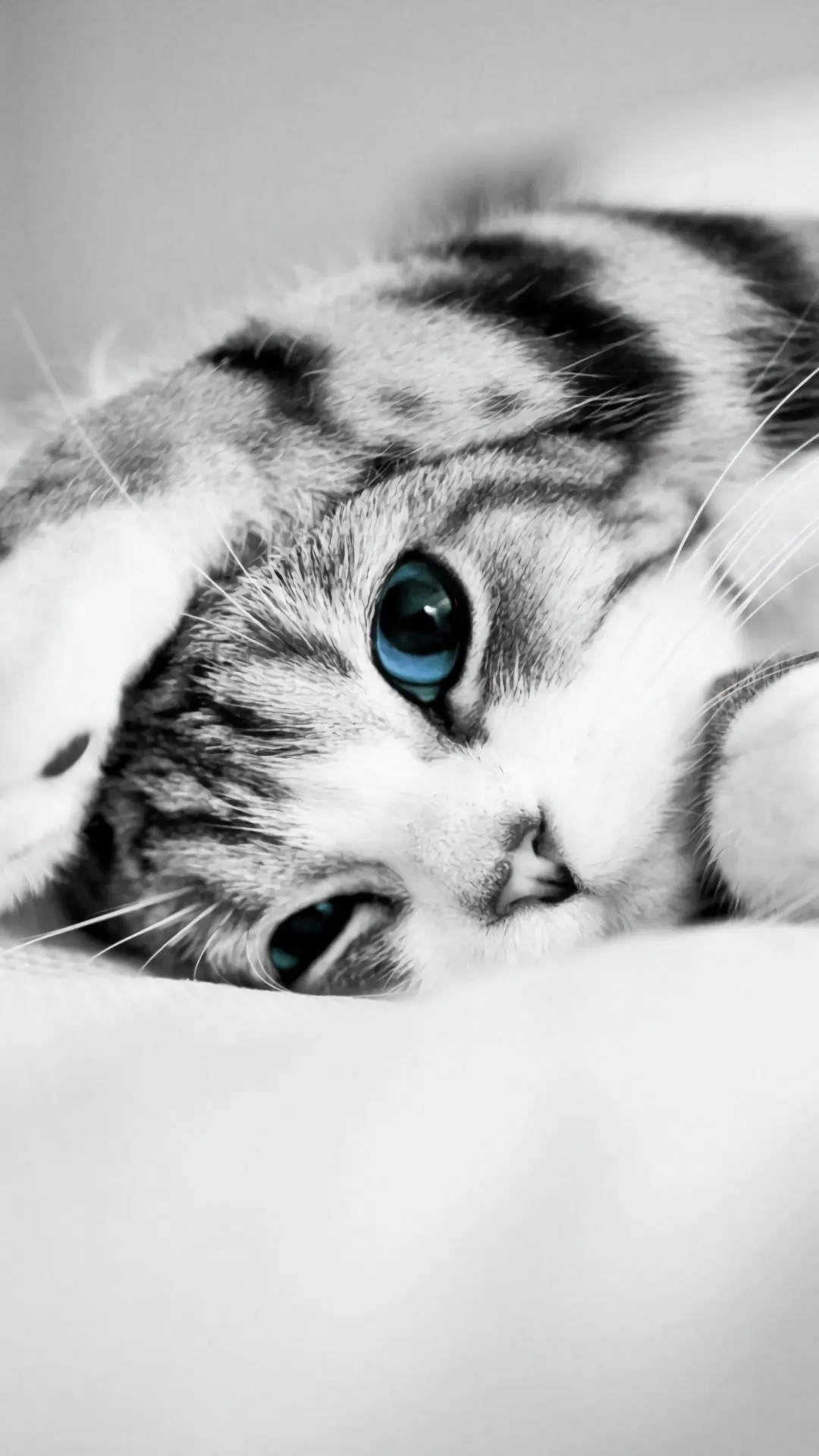 Cute White Cat Portrait Close Up Soft Pet Wallpaper