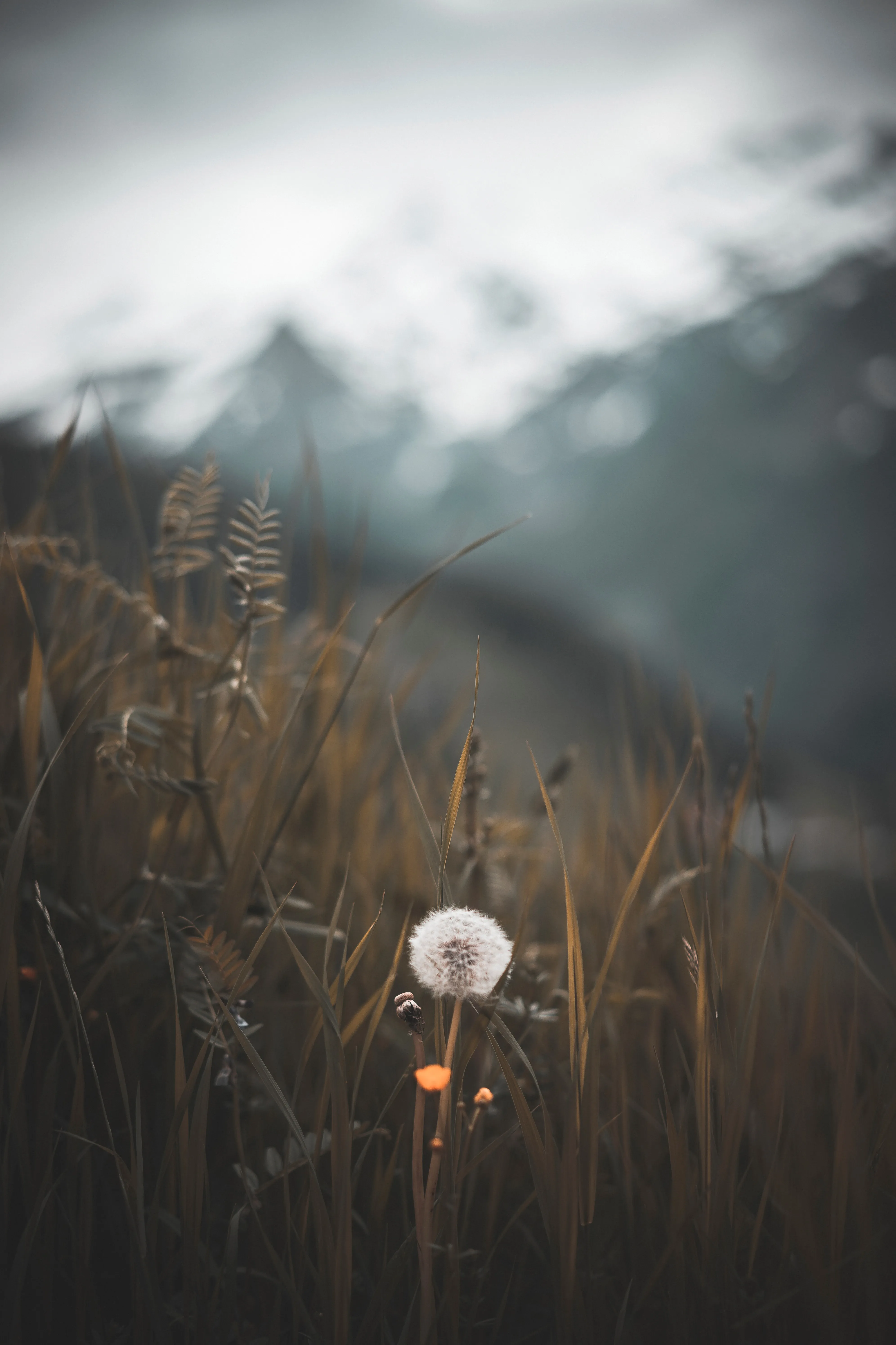 Dandelion in a Field with Soft Morning Light Wallpaper